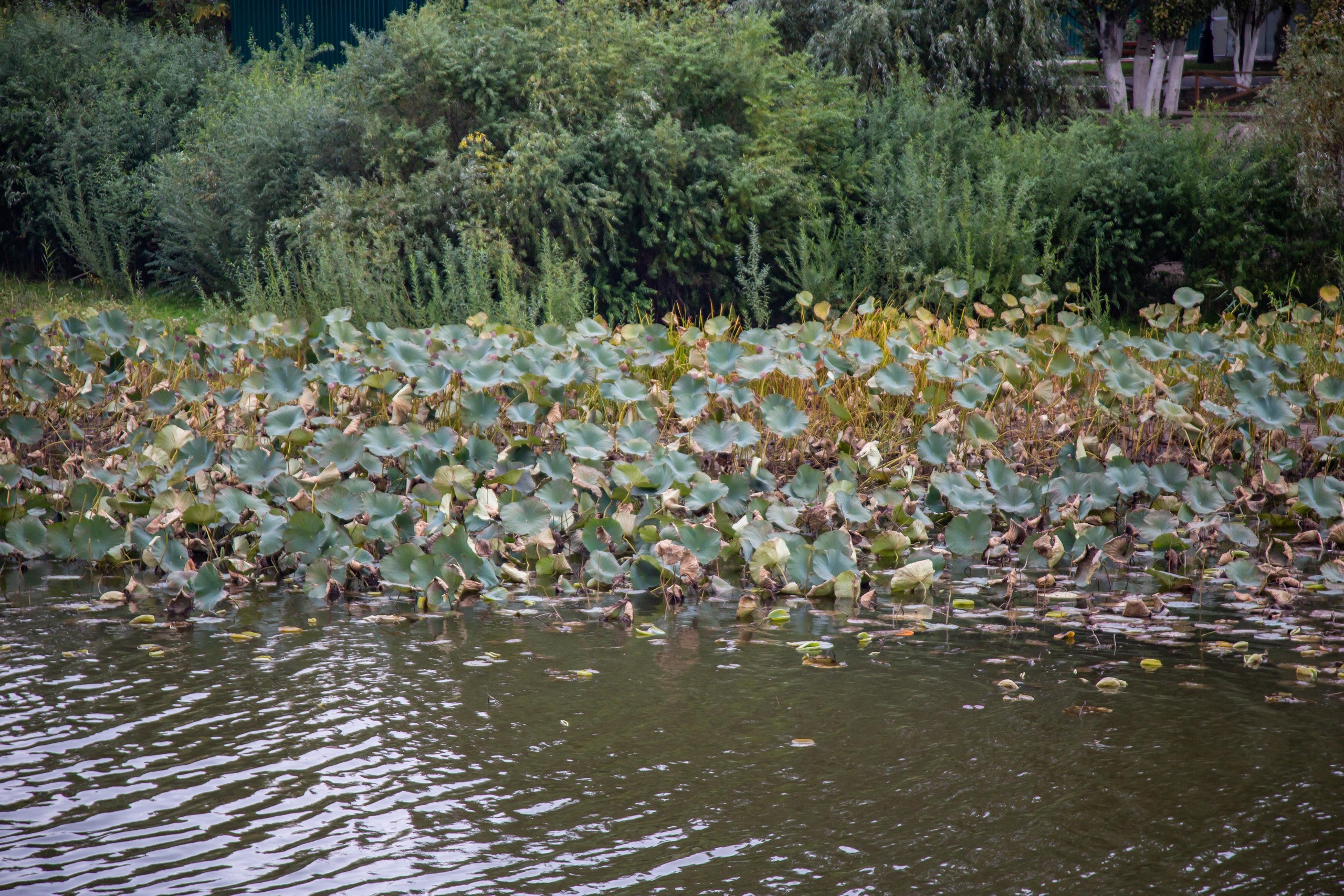 Астрахань. Photographer Sonkina Tatiana (Tanya Ash)