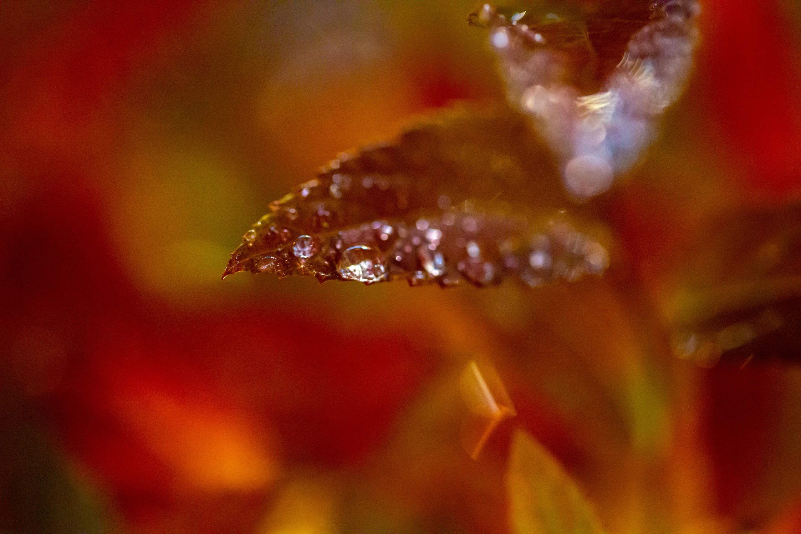 Macro. Photographer Sonkina Tatiana (Tanya Ash)