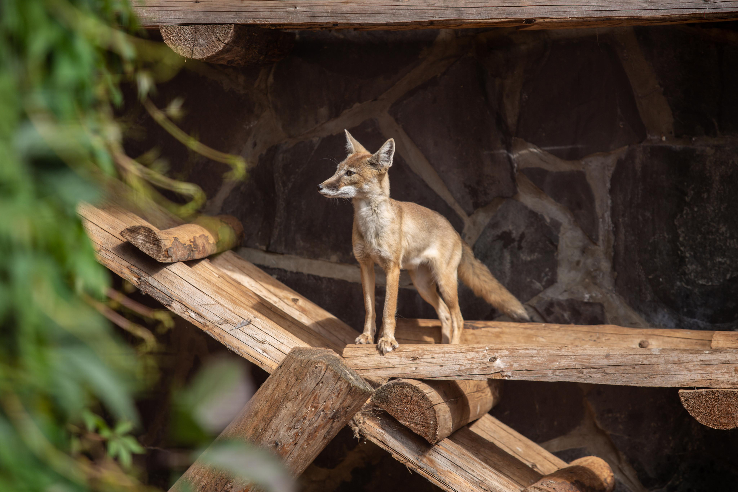 Izhevsk zoo. Photographer Sonkina Tatiana (Tanya Ash)