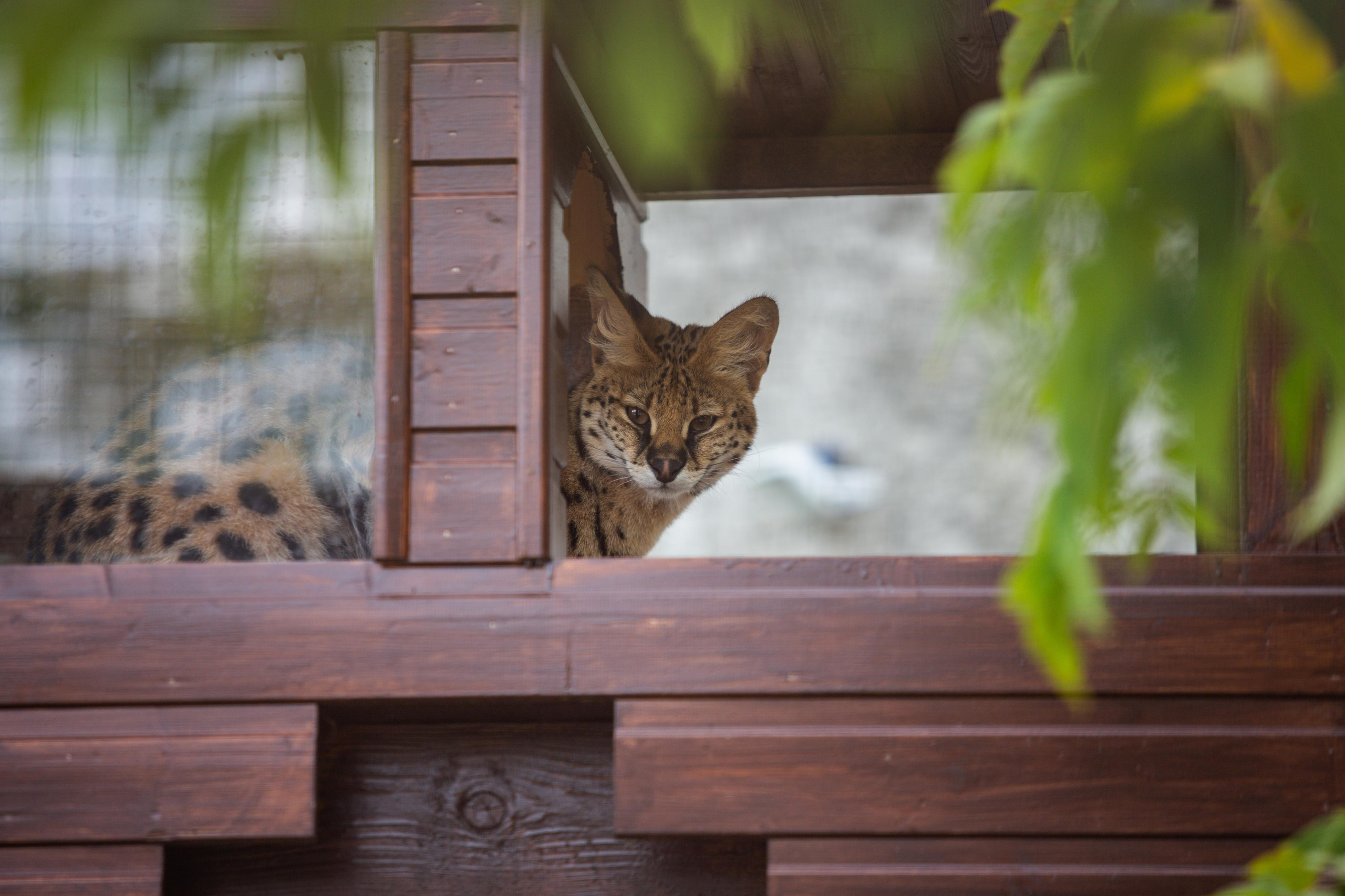 Izhevsk zoo. Photographer Sonkina Tatiana (Tanya Ash)