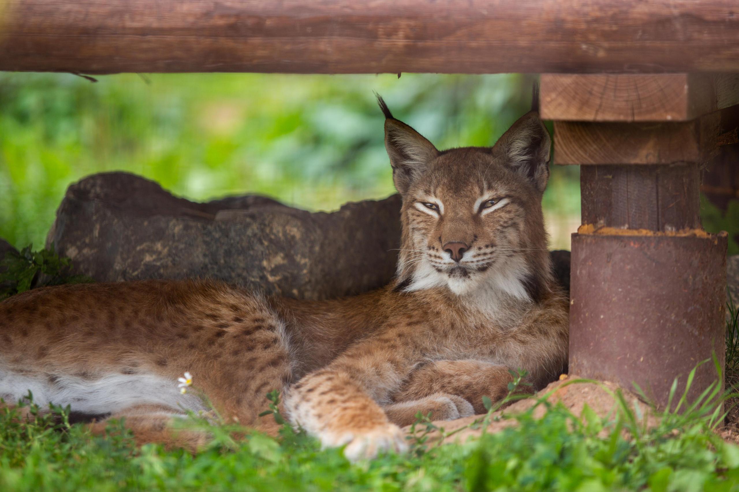 Izhevsk zoo. Photographer Sonkina Tatiana (Tanya Ash)