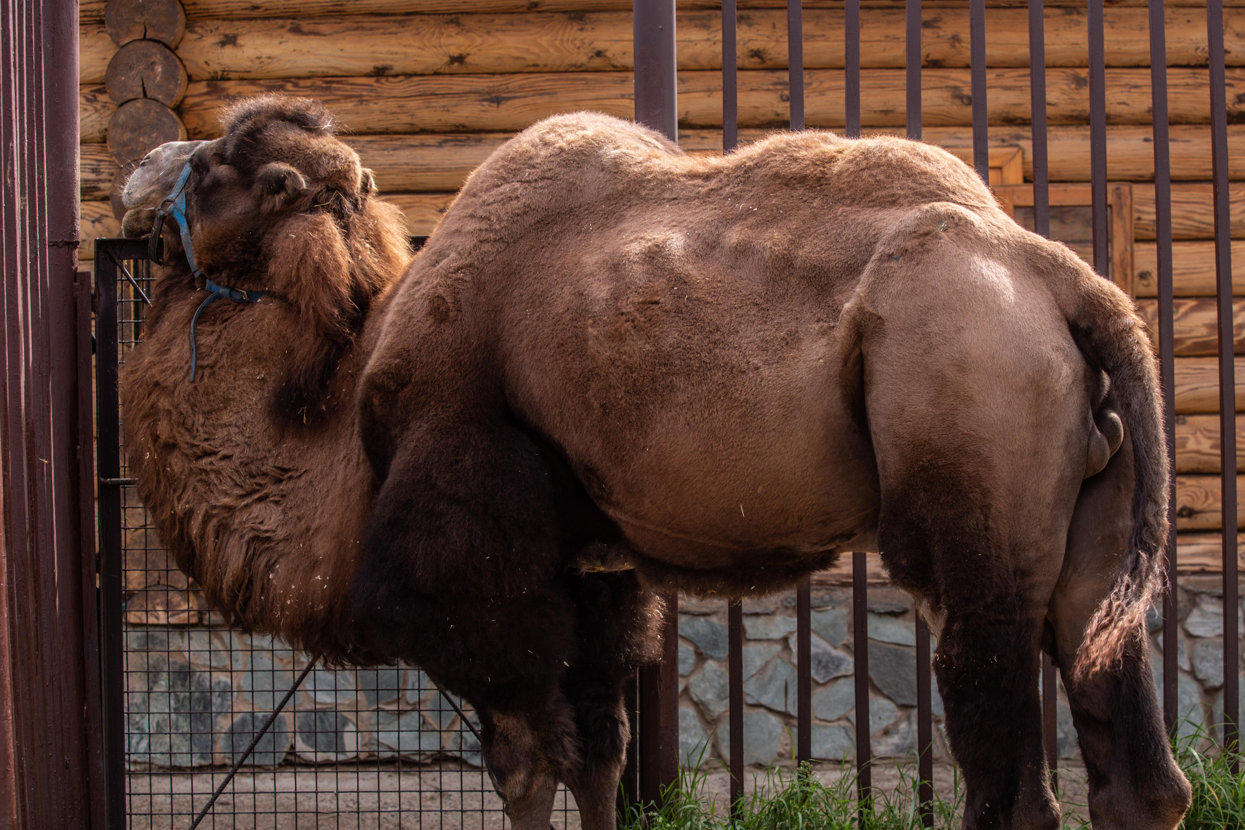 Izhevsk zoo. Photographer Sonkina Tatiana (Tanya Ash)