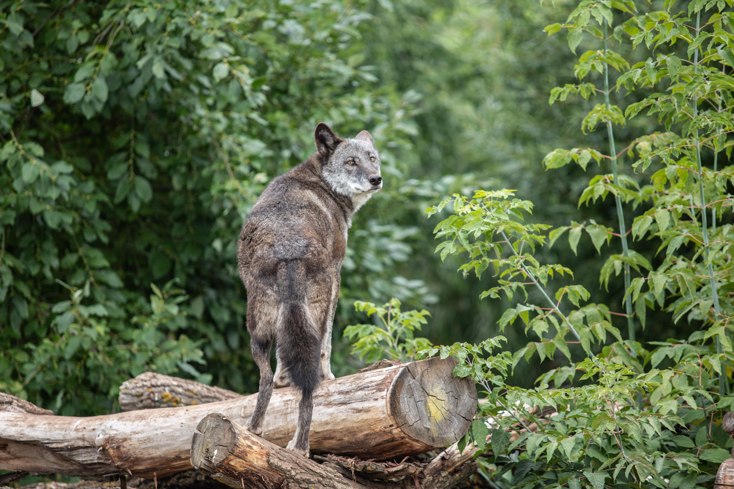 Izhevsk zoo. Photographer Sonkina Tatiana (Tanya Ash)
