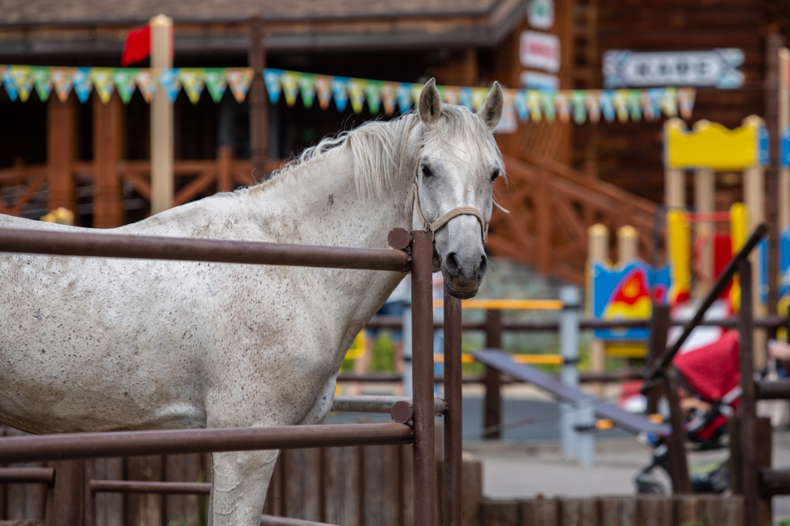 Izhevsk zoo. Photographer Sonkina Tatiana (Tanya Ash)