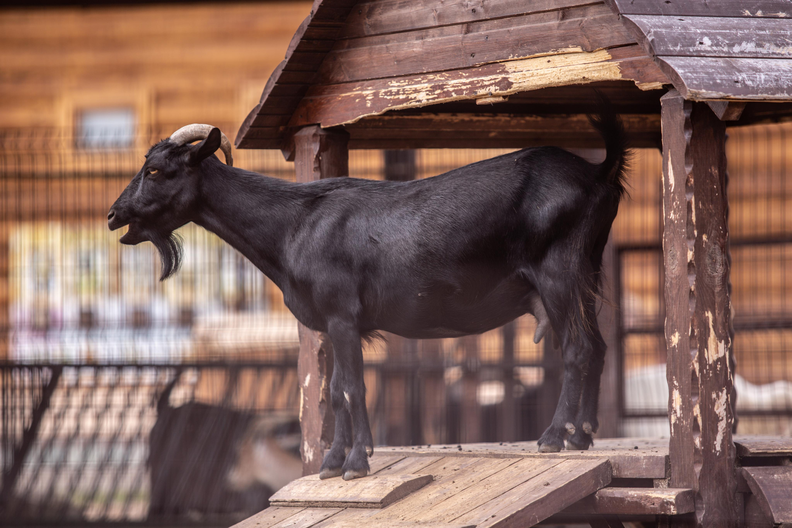 Izhevsk zoo. Photographer Sonkina Tatiana (Tanya Ash)