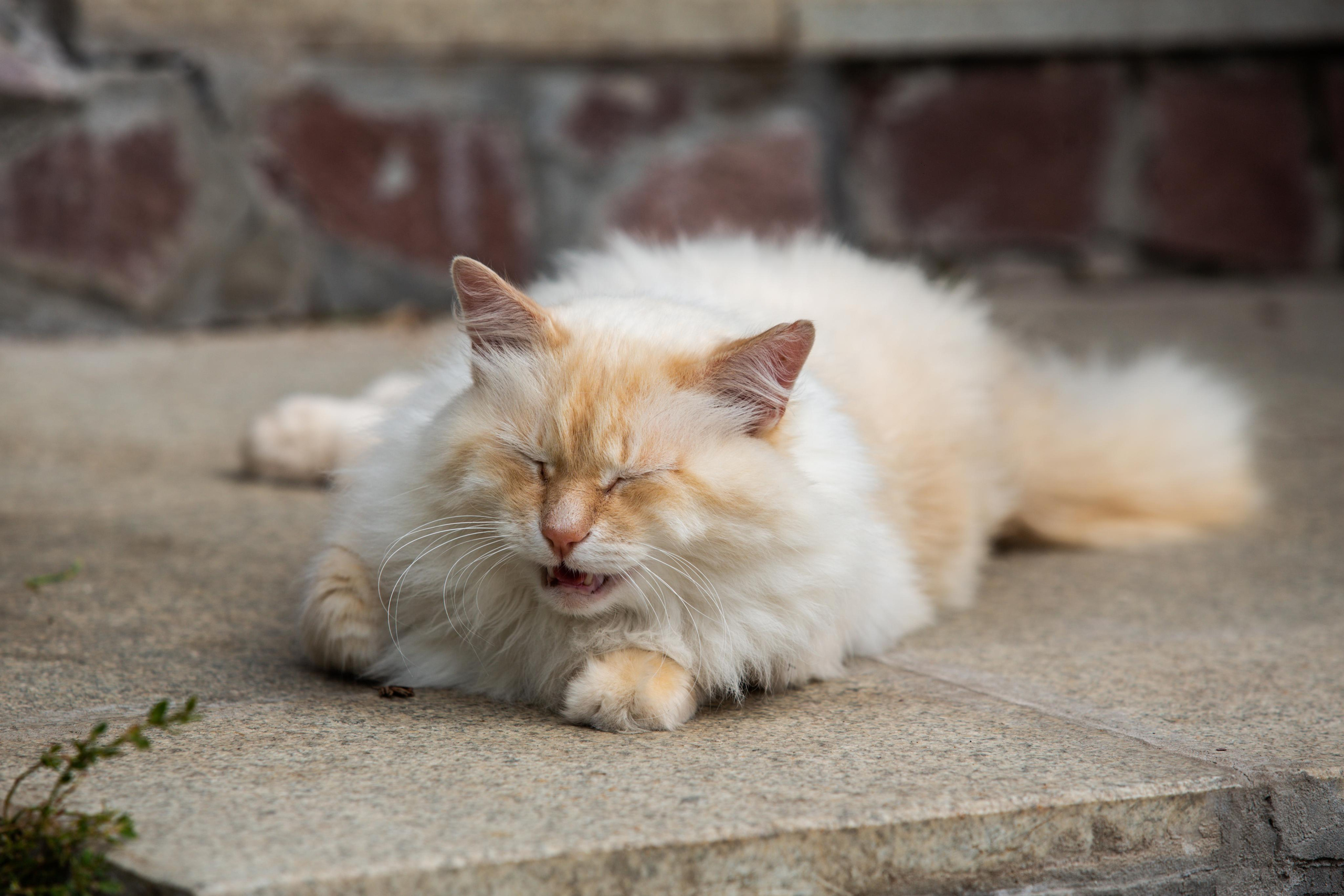 Izhevsk zoo. Photographer Sonkina Tatiana (Tanya Ash)