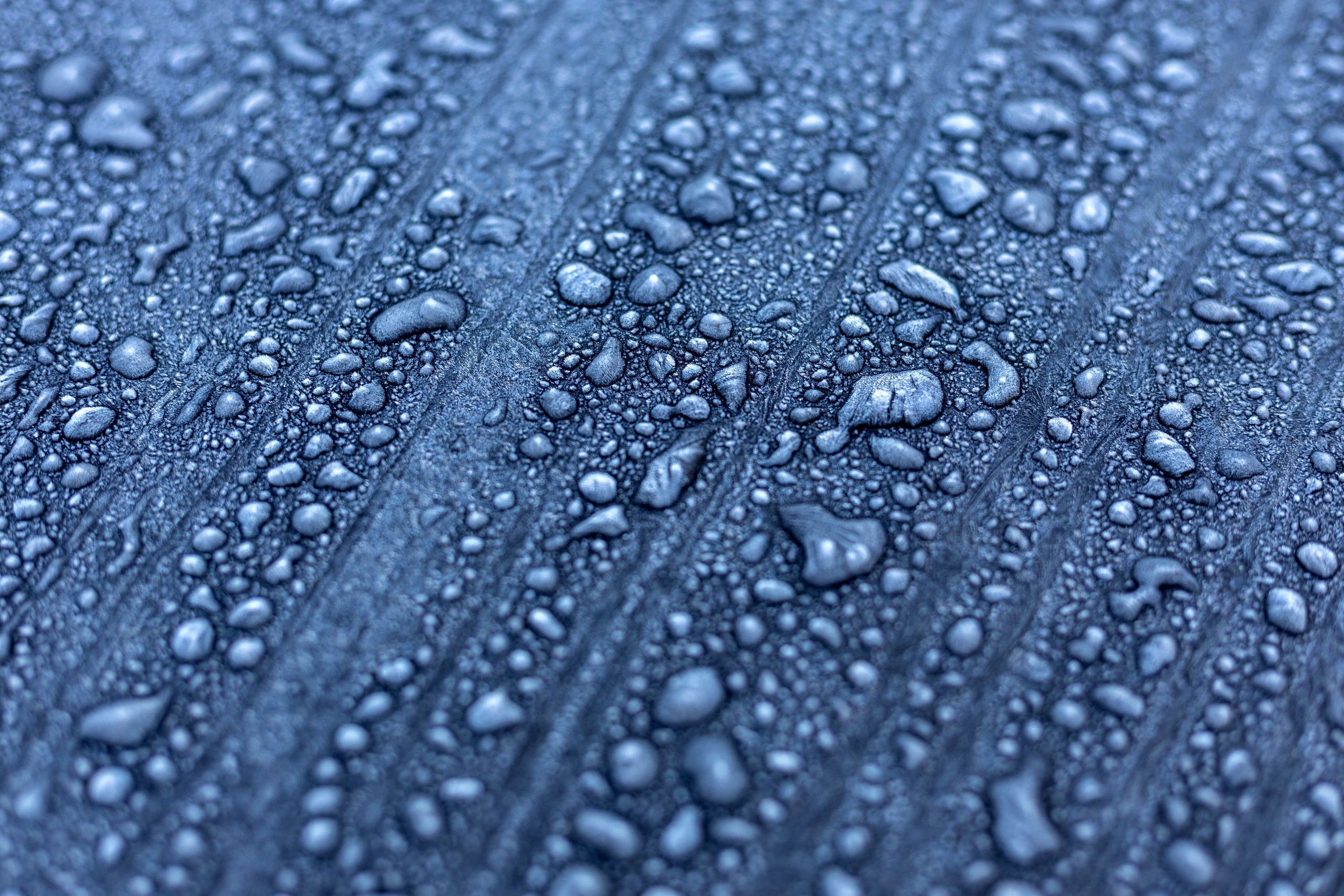 Макро. Фотограф Лагутин Анатолий