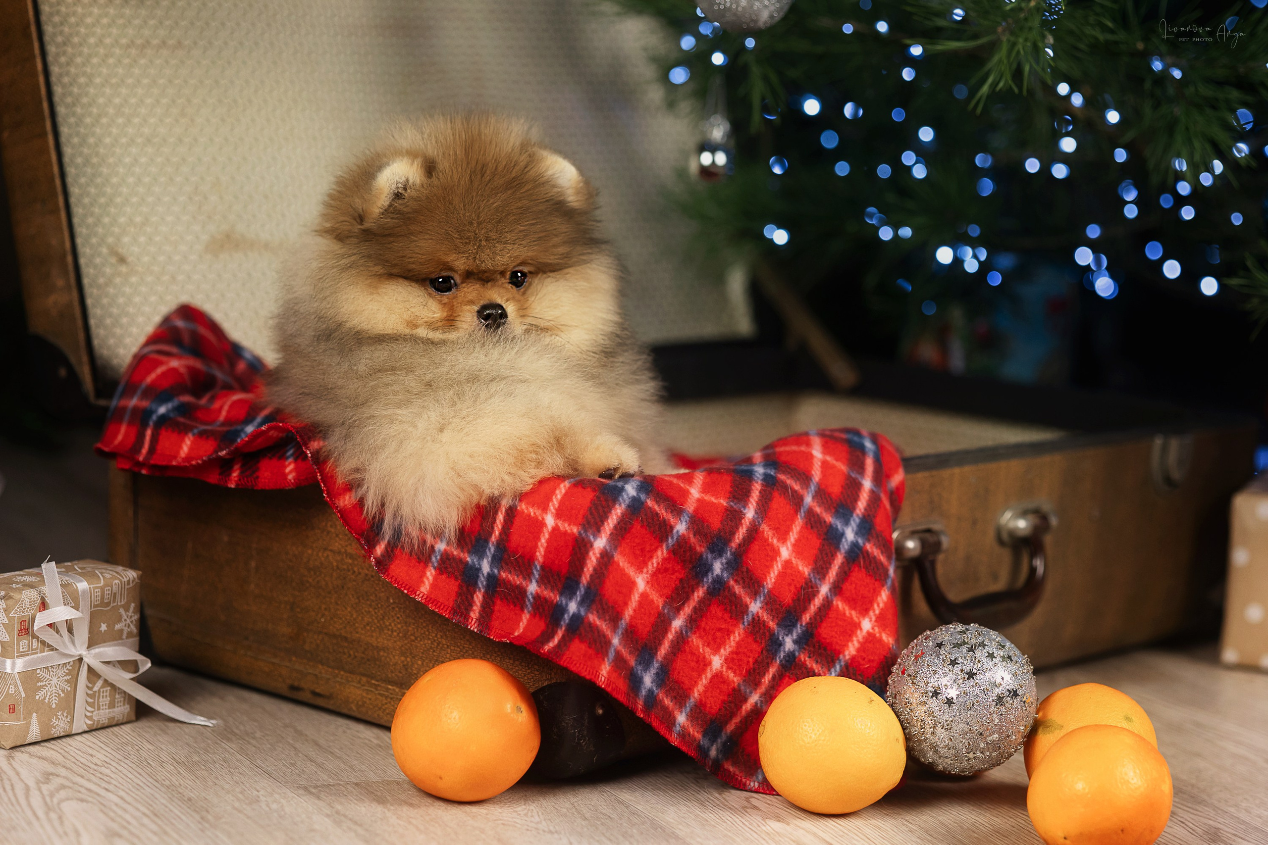 Фотодень_1 2025. Фотограф анималист Аня Ливанова | Рыбинск