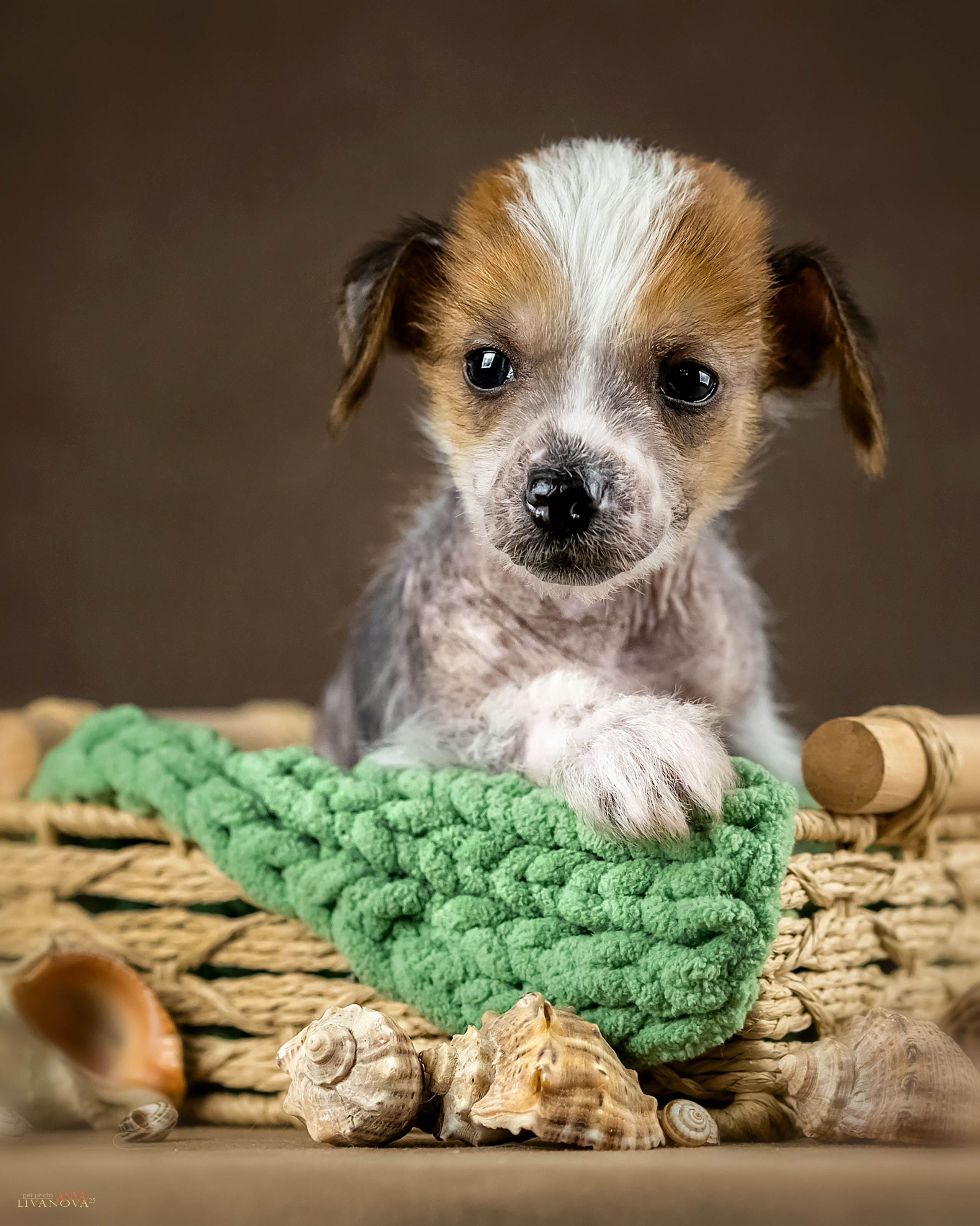 КХС. Фотограф анималист Аня Ливанова | Рыбинск