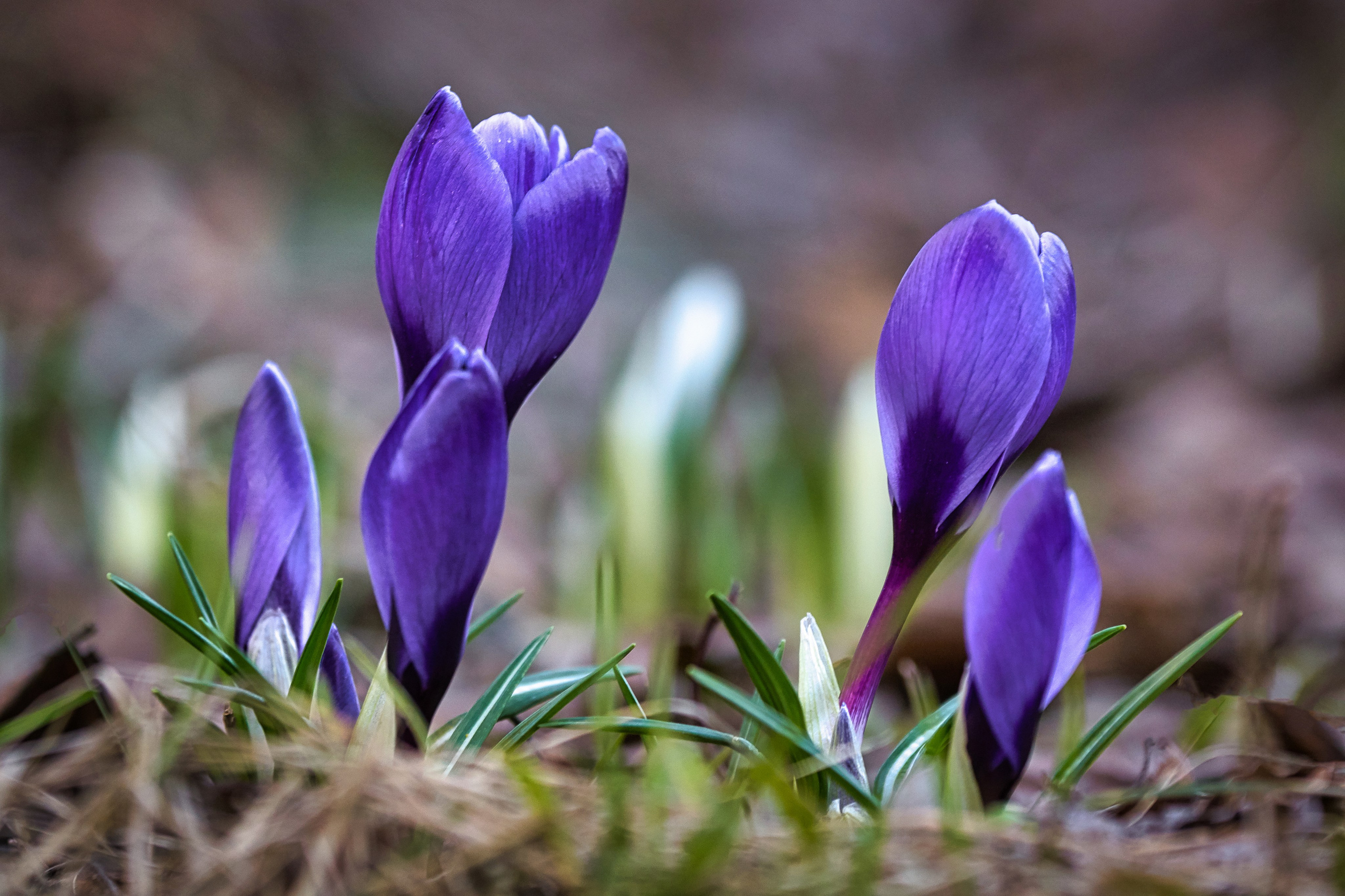 Наша мать — природа. Фотограф Владимир Артамонов