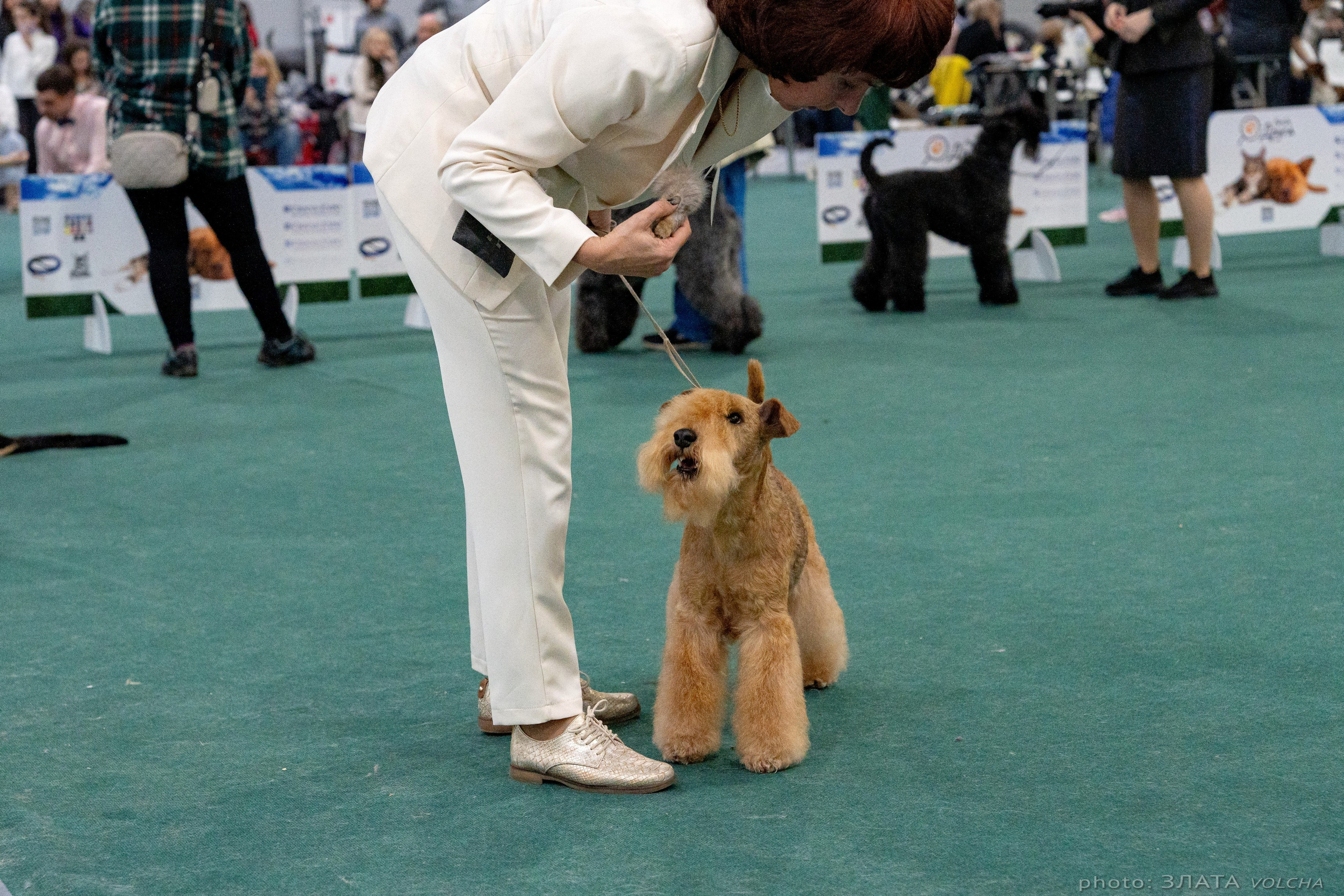 Животные. Фото, видео, монтаж