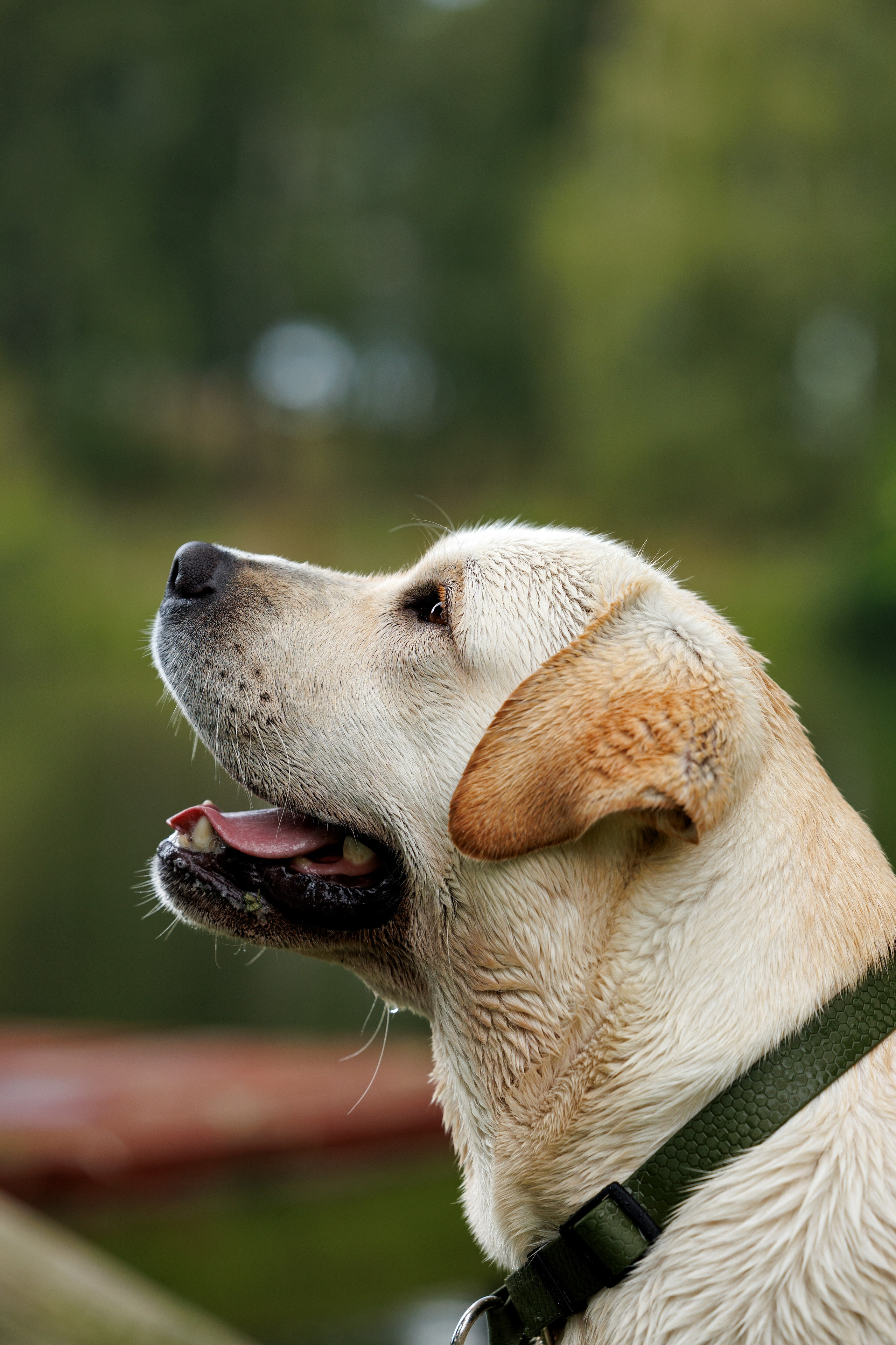 Портфолио: Фотосъёмка собак в Москве и области — авторские образы. Фотограф-анималист и бренд-фотограф в Москве | Фотография собак, людей, бизнес-портрет