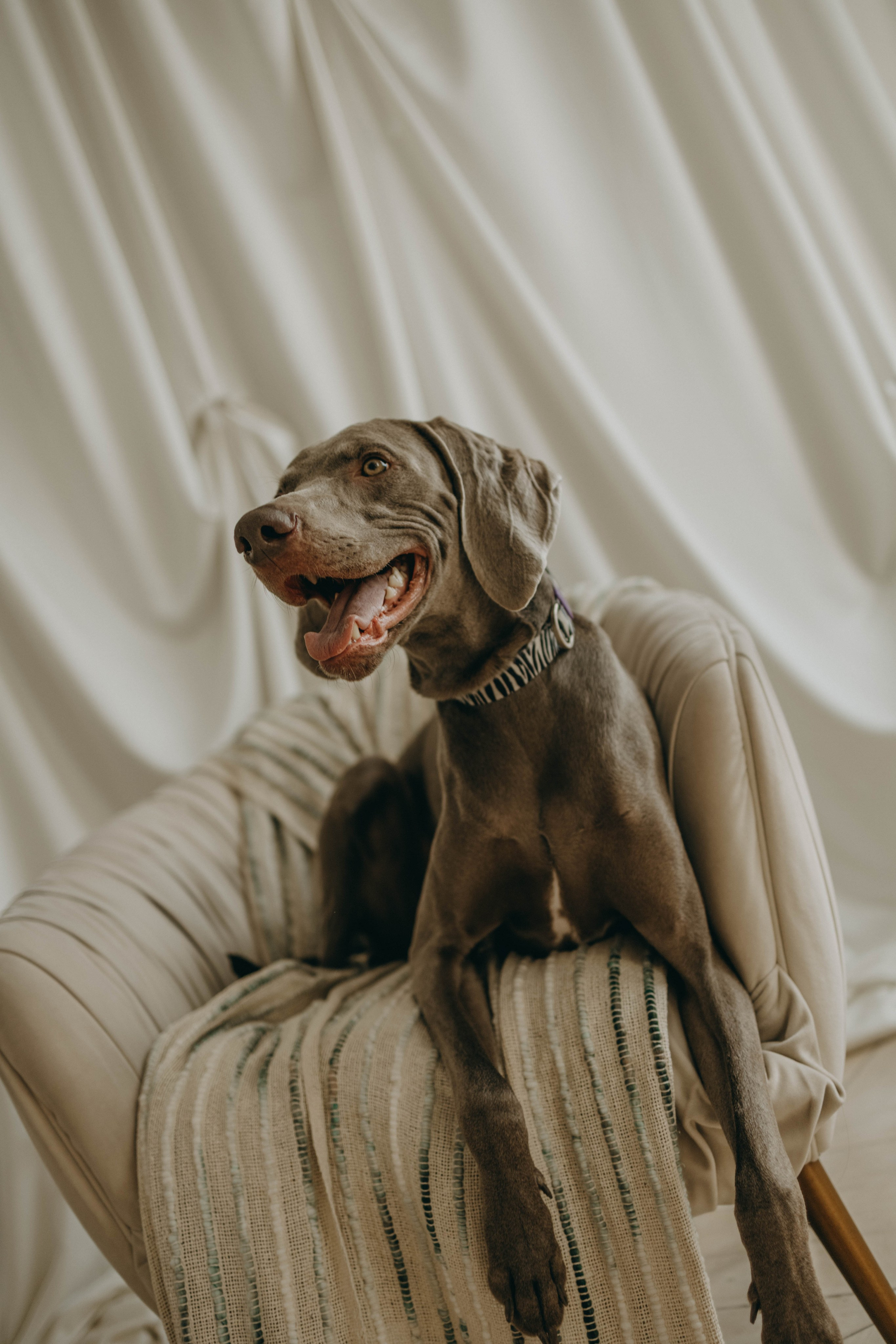 Фотосессия в студии с собакой. Фотограф-анималист в Екатеринбурге | Кристина