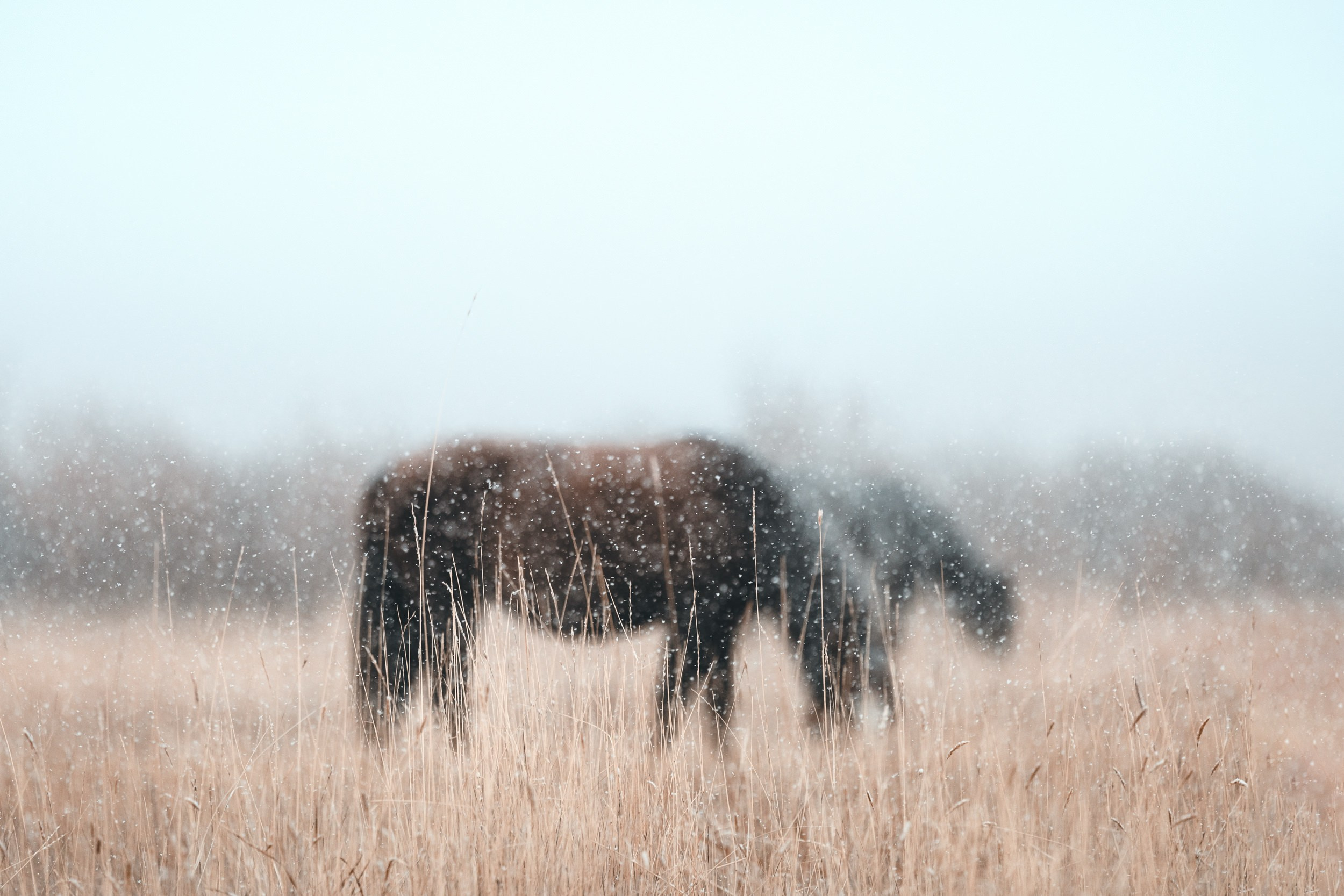 Дикая природа • Wildlife. Елена Ивановой • Профессиональный фотограф