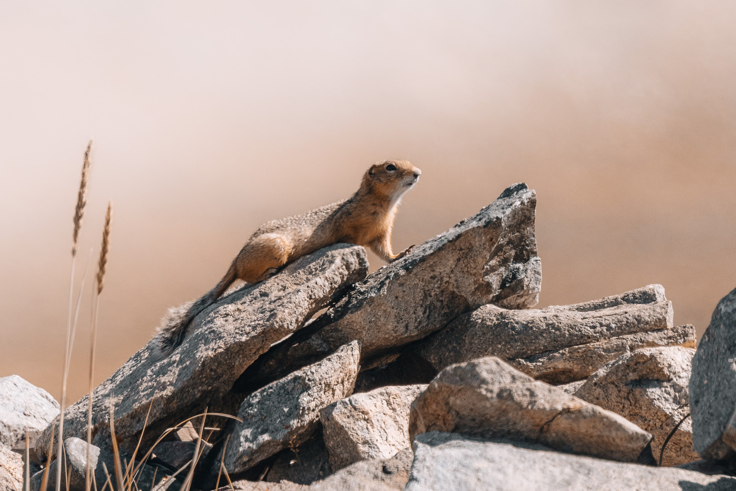 Дикая природа • Wildlife. Елена Ивановой • Профессиональный фотограф