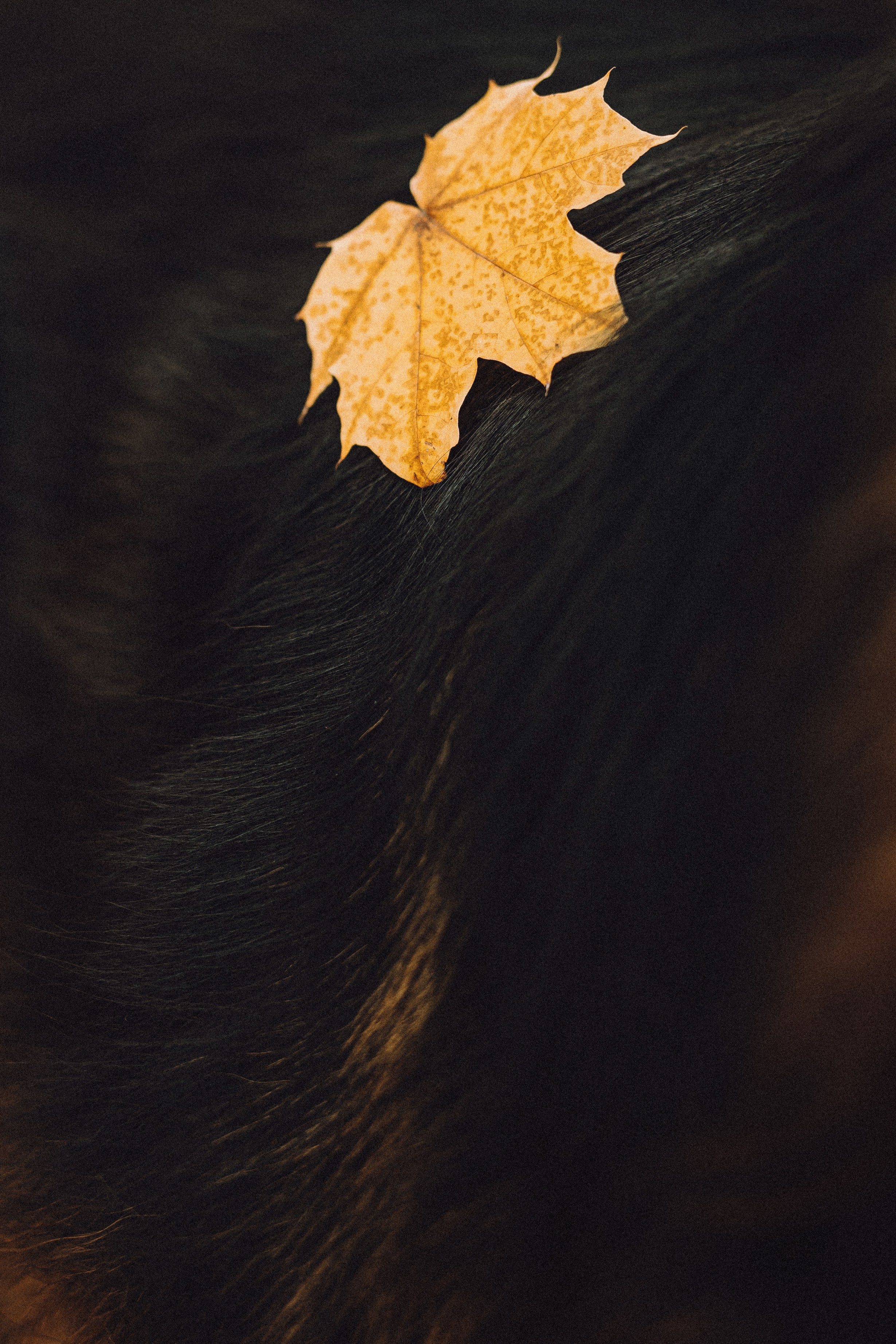 Хлоя, Герда и их семья