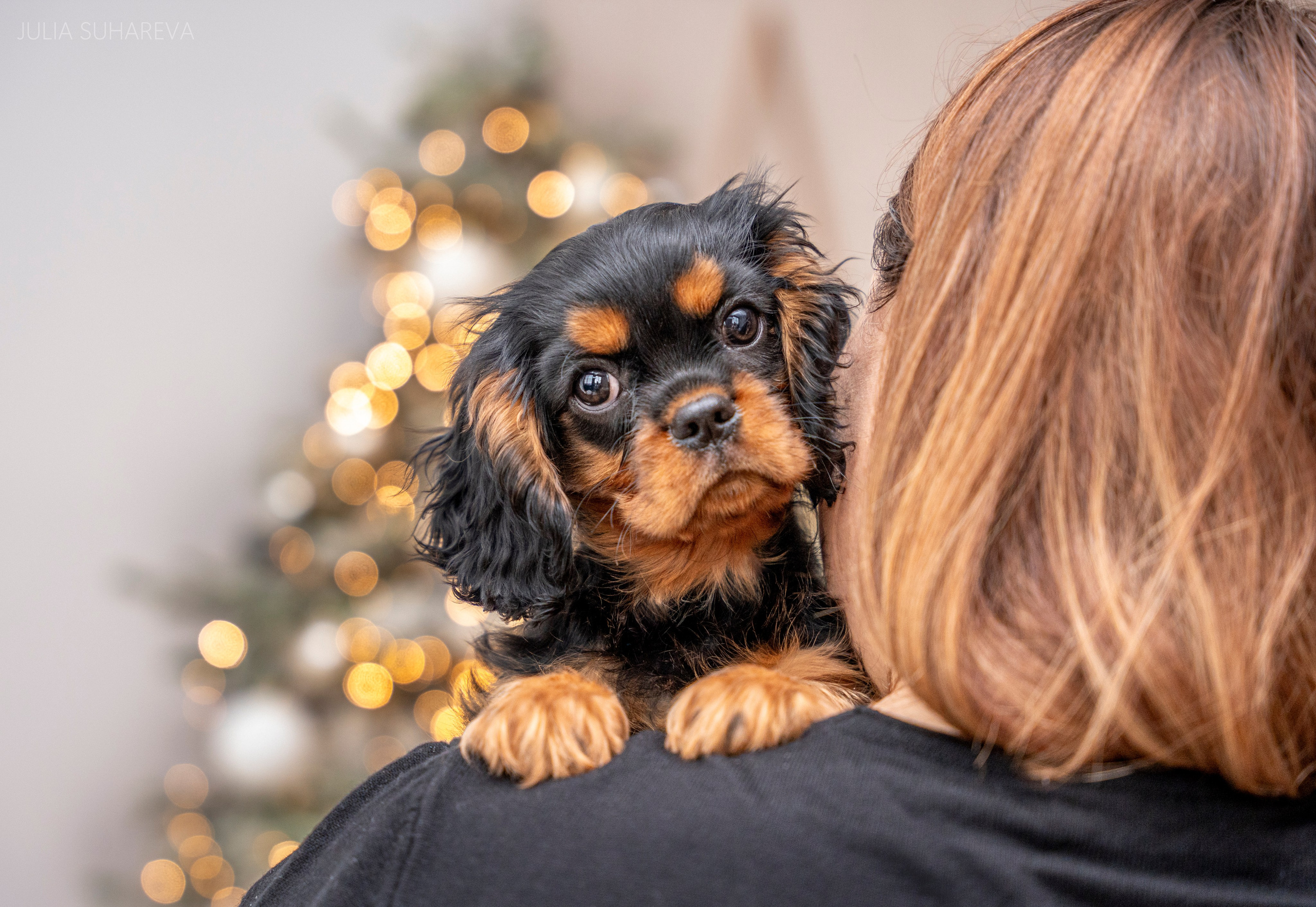 Щенки Кавалер кинг-чарльз-спаниель (Новый год). Главная