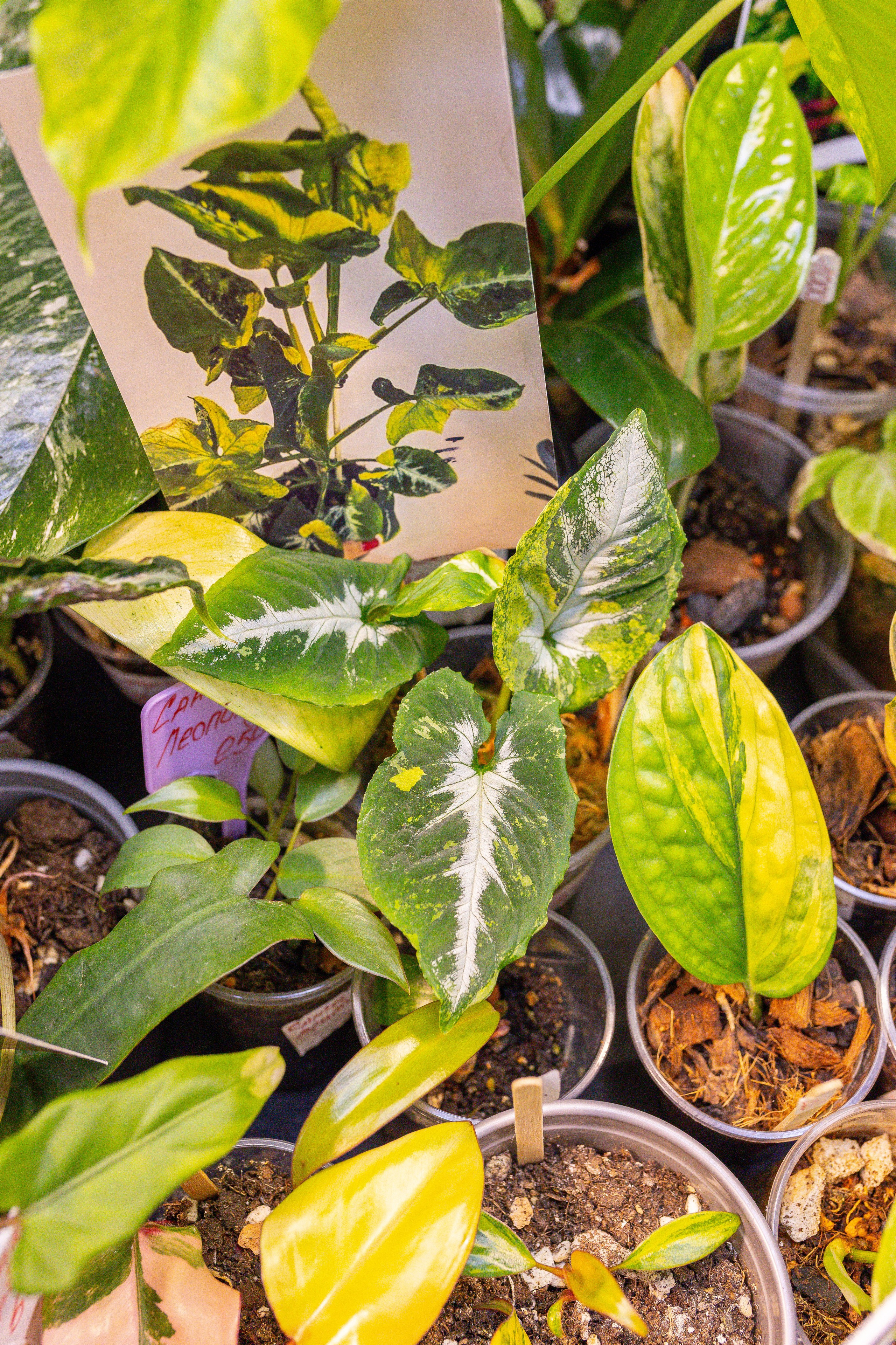 Монстериум 11–12 октября. Александра Куликова фотограф, Москва