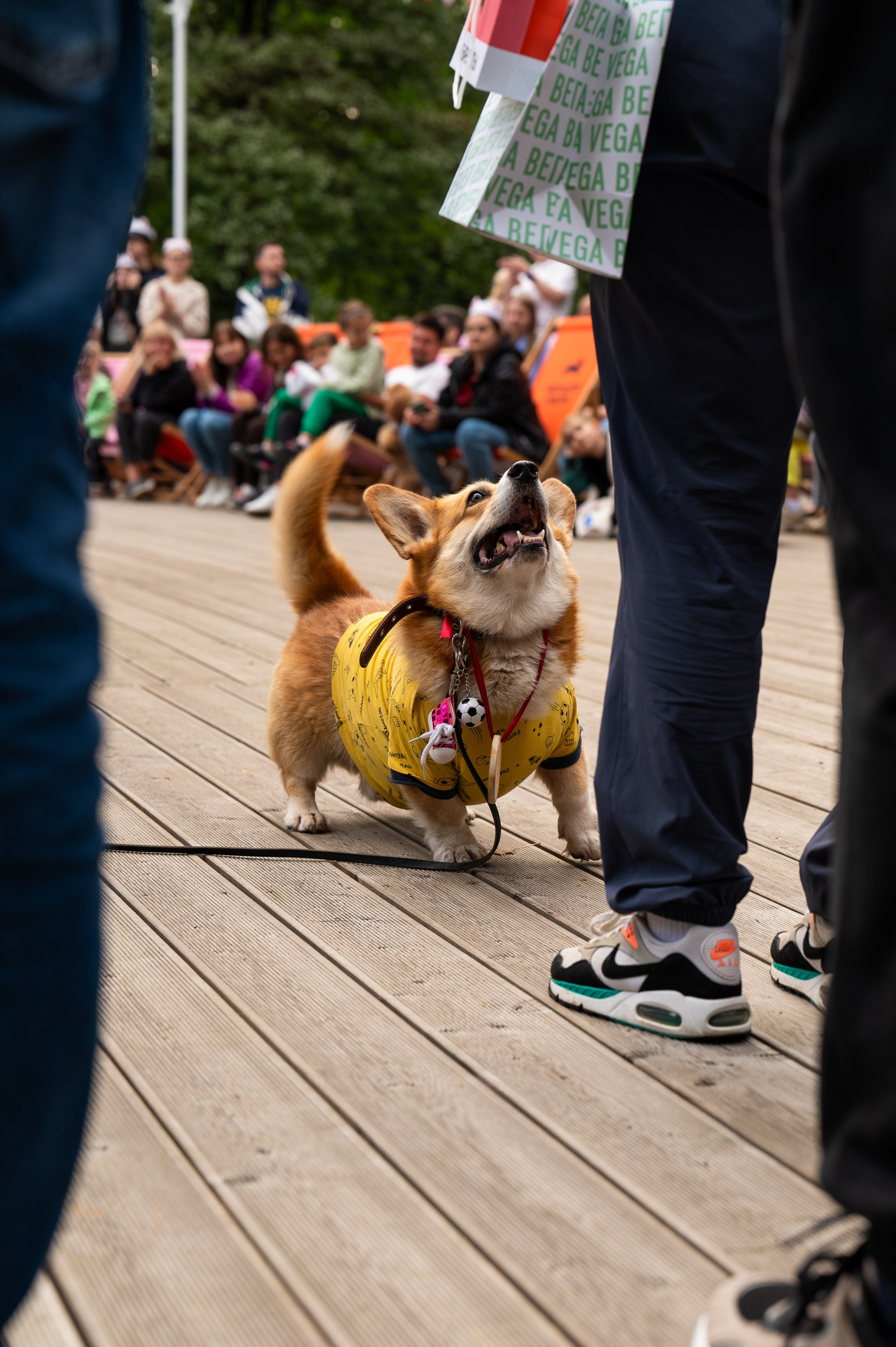 4lapy fest 2025. Photographer in Moscow Anna Chistiakova