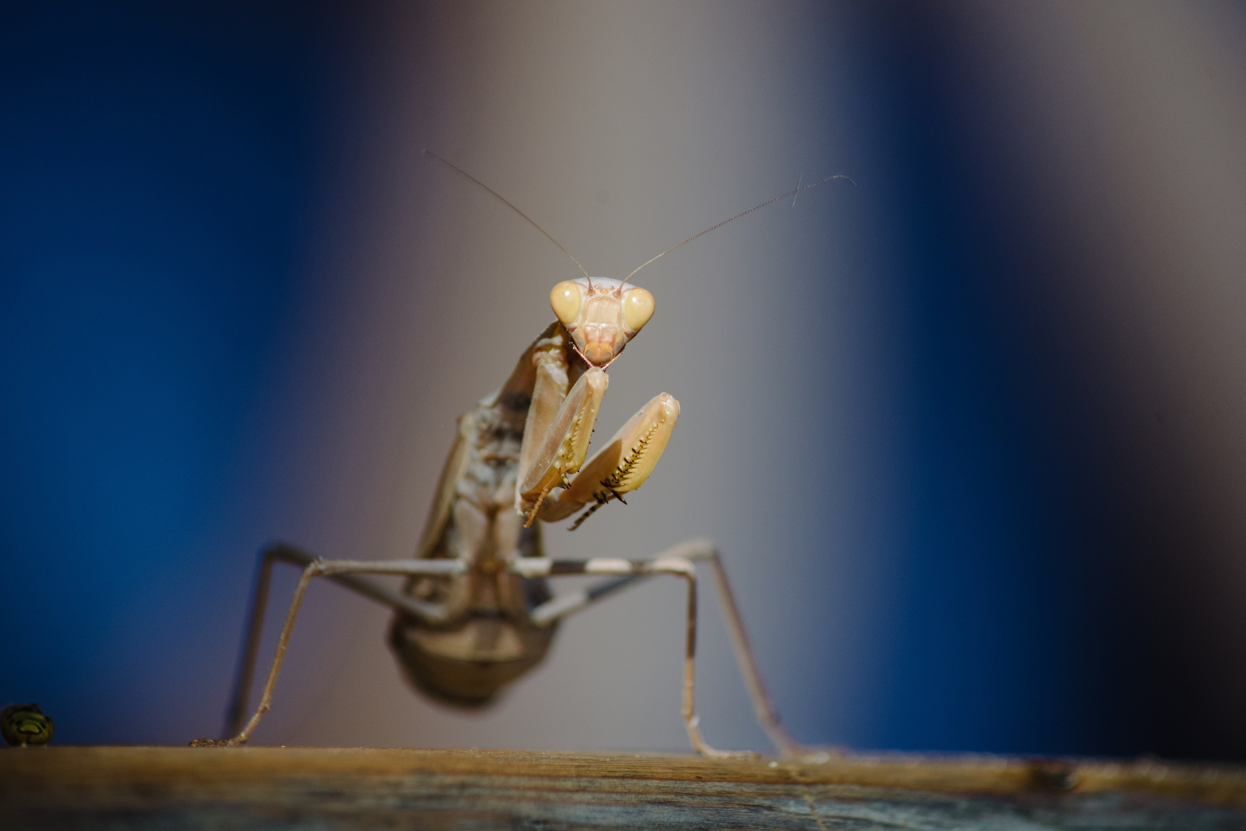 Самур биологи. Фотограф Алиса Калинина