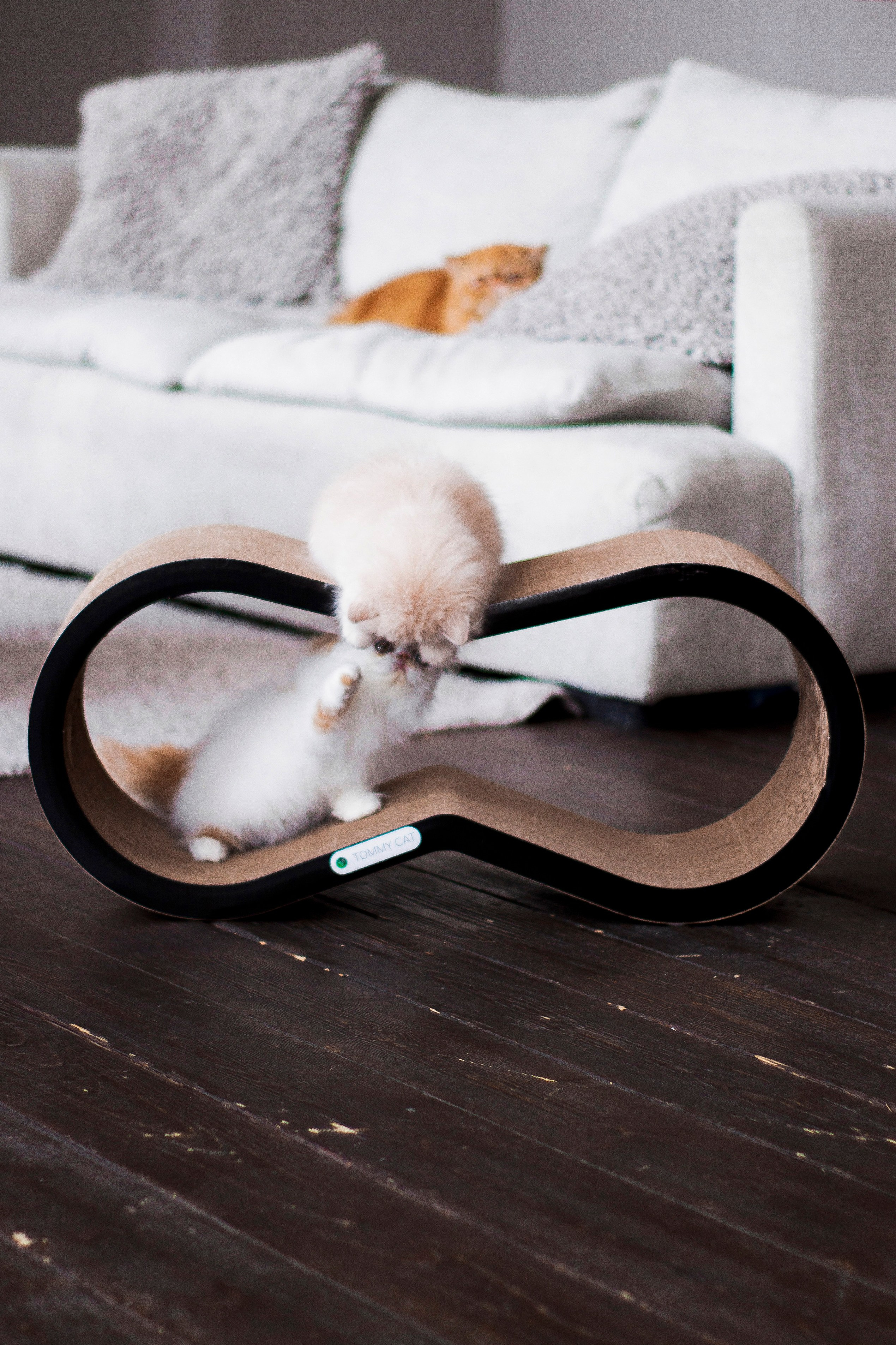 Работа с Tommy cat. Oksan_photo