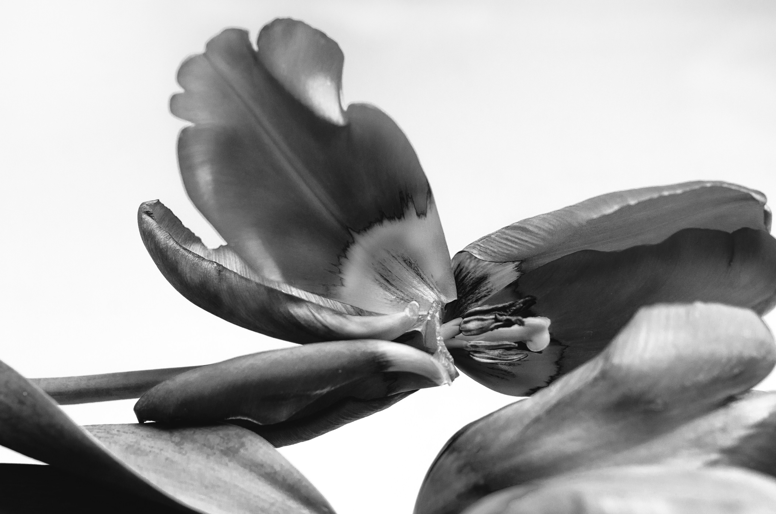 Монохром. Фотограф Милена ЯновскаяМеня зовут Милена Яновская. Я фотограф и автор арт-фототерапевтических проектов