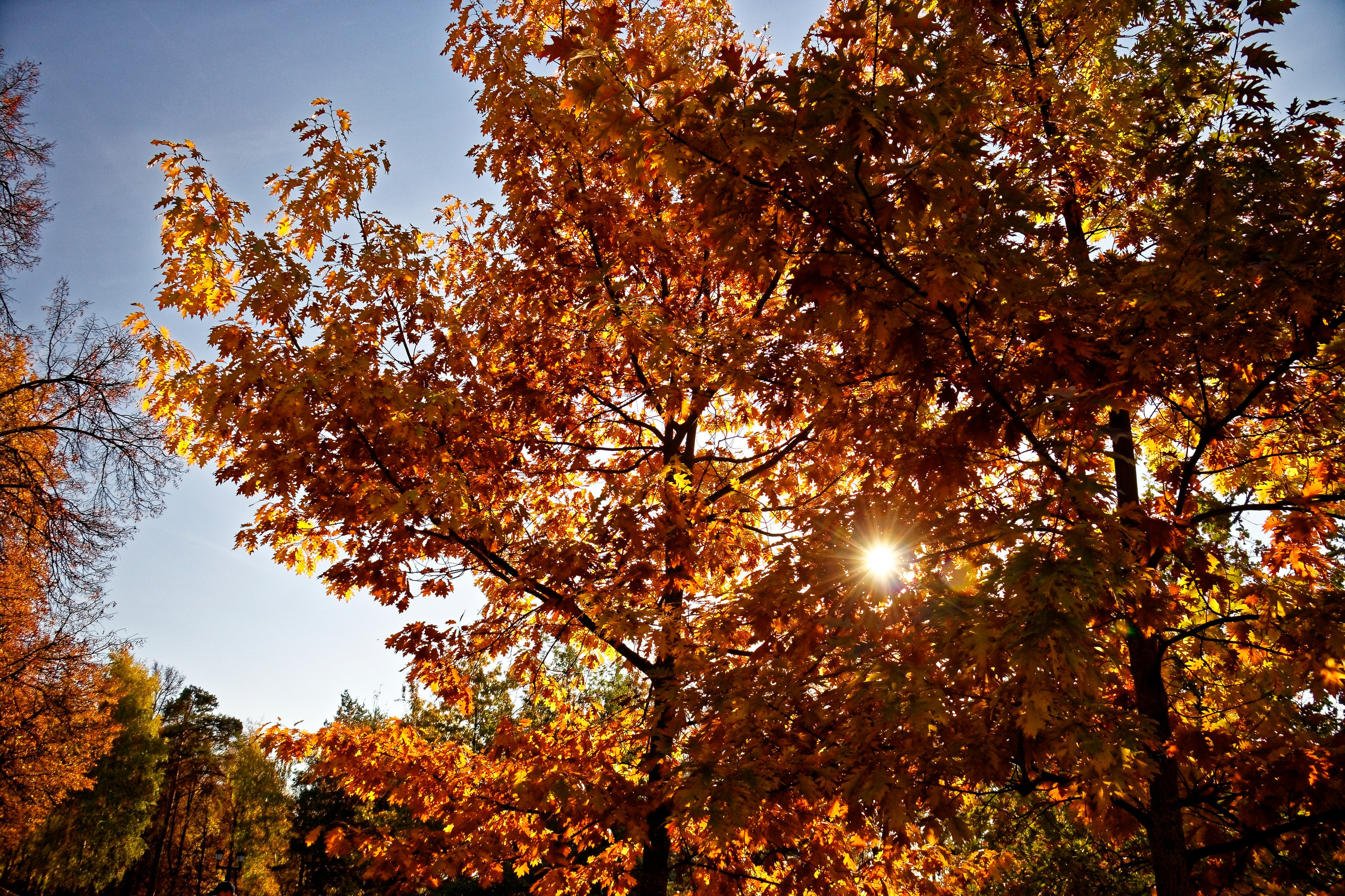 ЦАРИЦИНО. Фотограф Владимир Роля