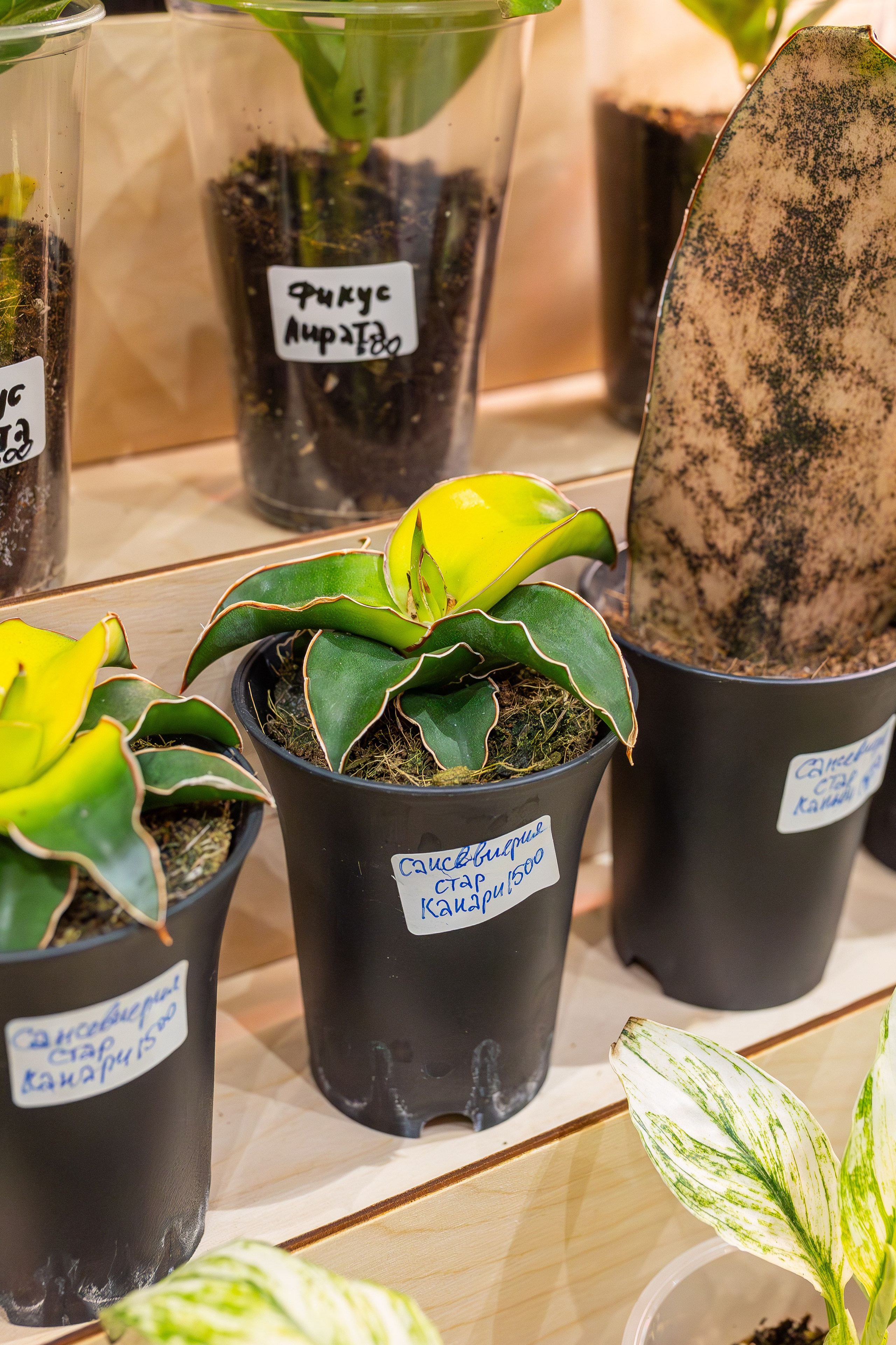 Монстериум 11–12 октября. Александра Куликова фотограф, Москва