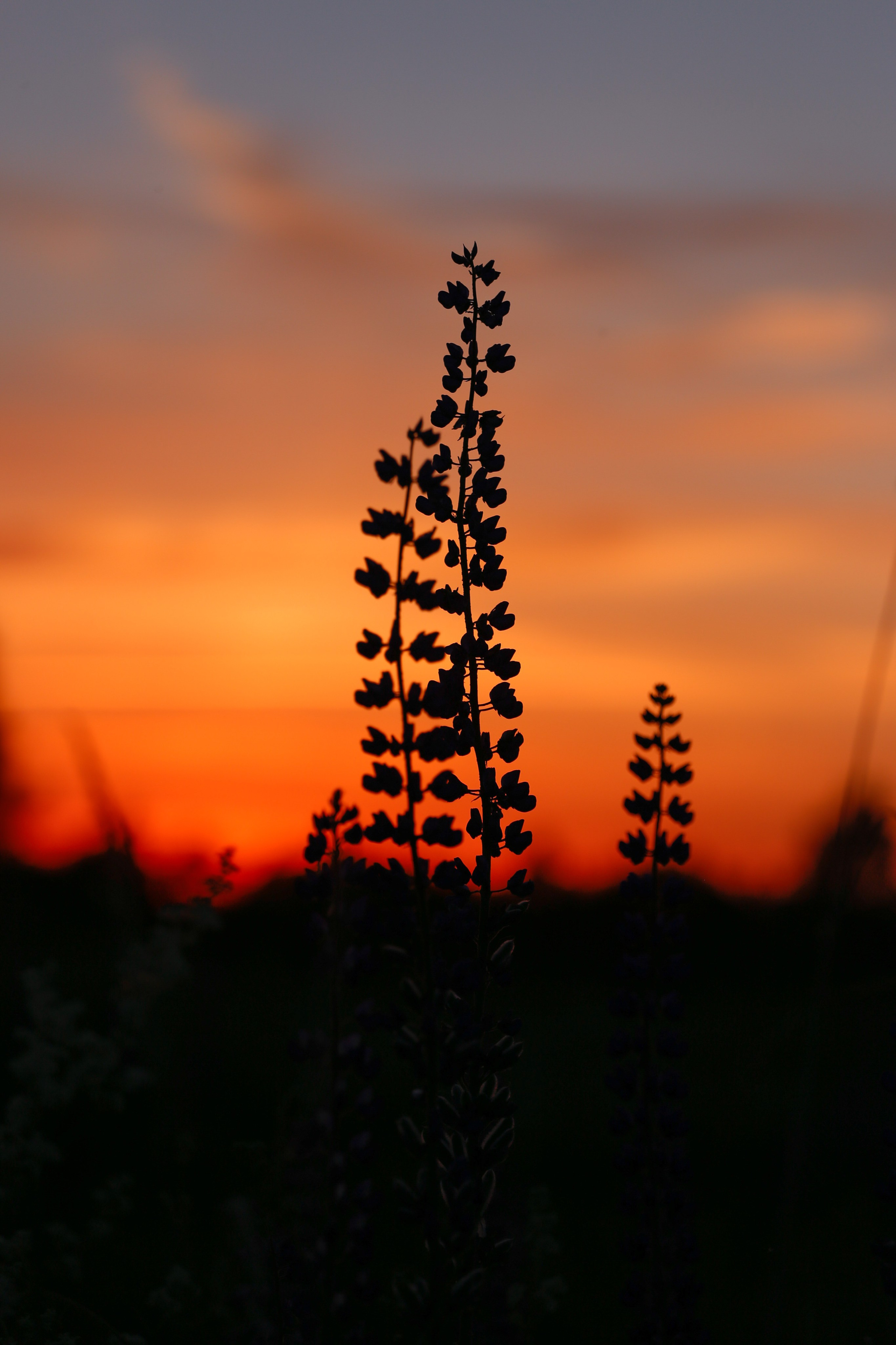 Среди люпинов. Efremovaphoto.ru