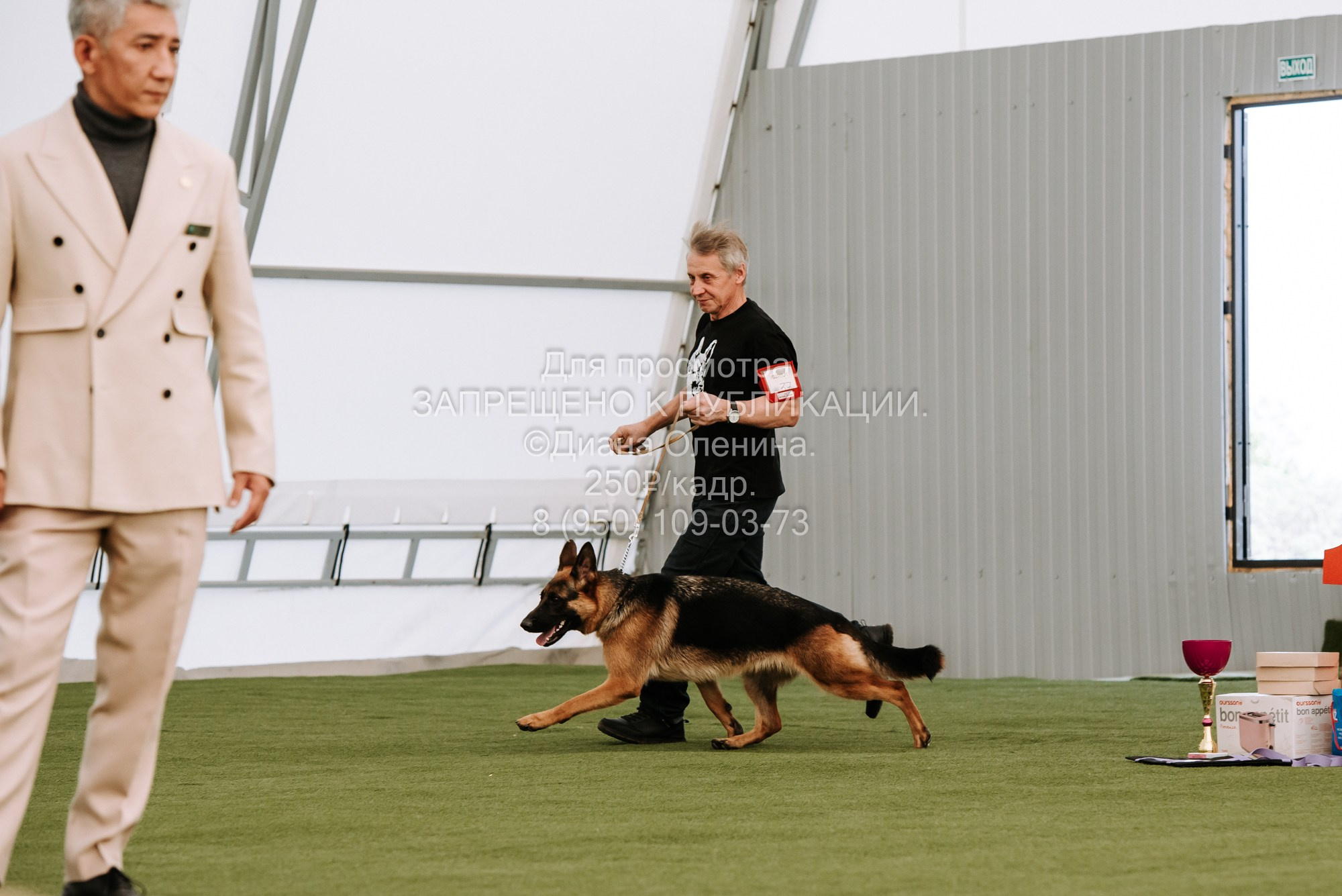 Выставка собак Красноярск 2.06. Фотограф Диана Оленина Красноярск / Братск