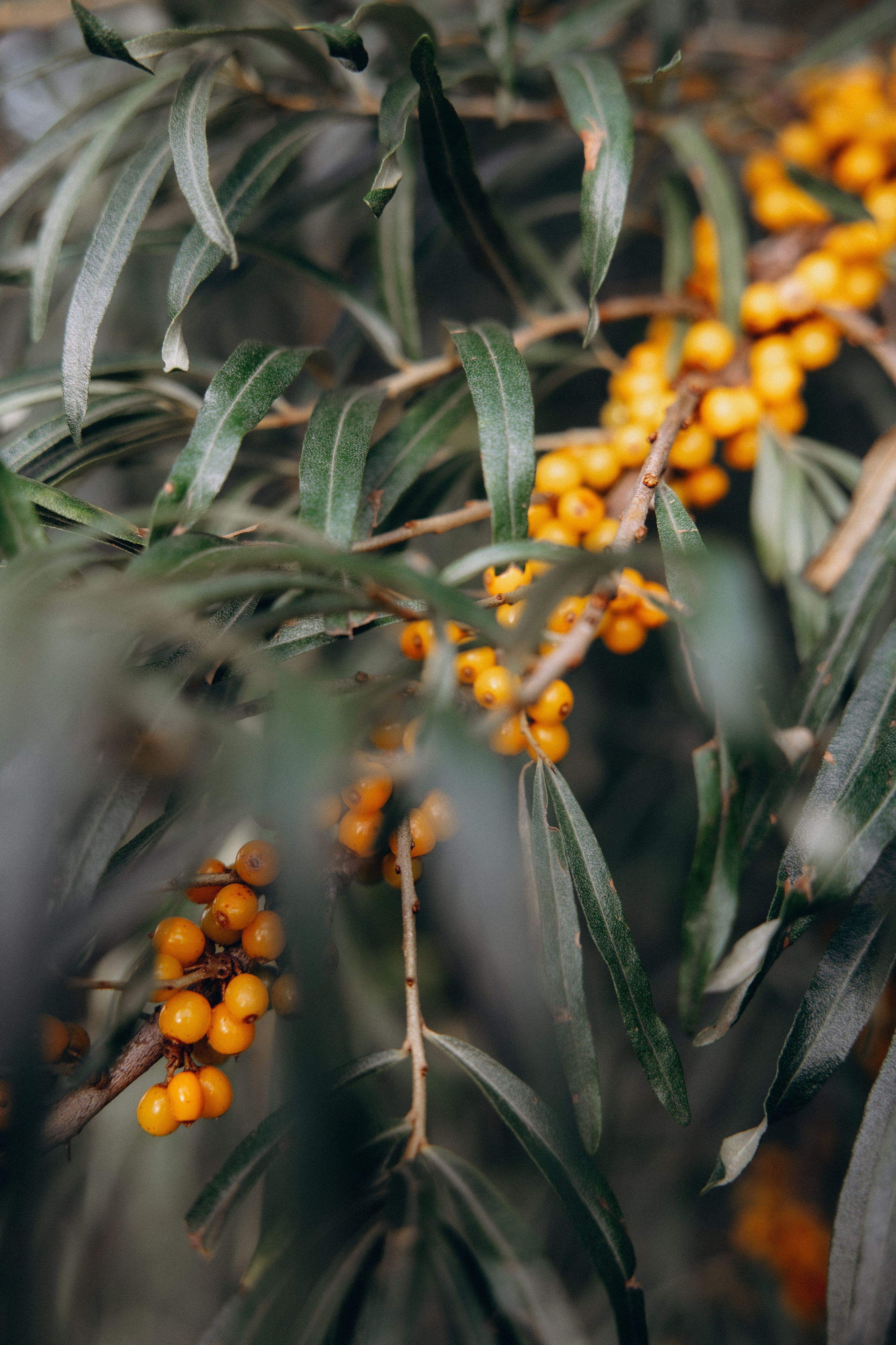 Арина и Антон. Алена Бадамшина — свадебный фотограф Воронеж / Москва