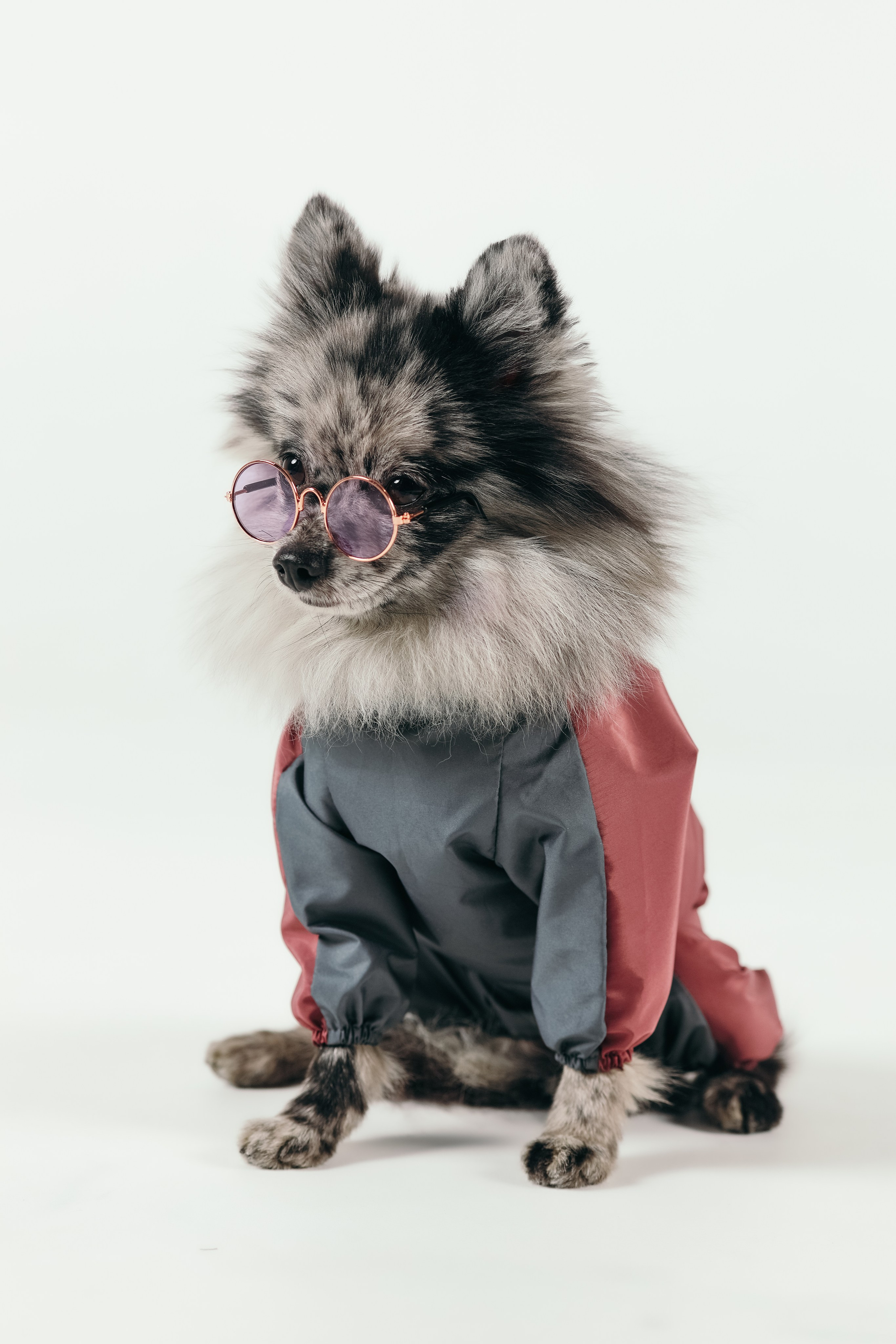 Для брендов. Фотограф- анималист Санкт-Петербург