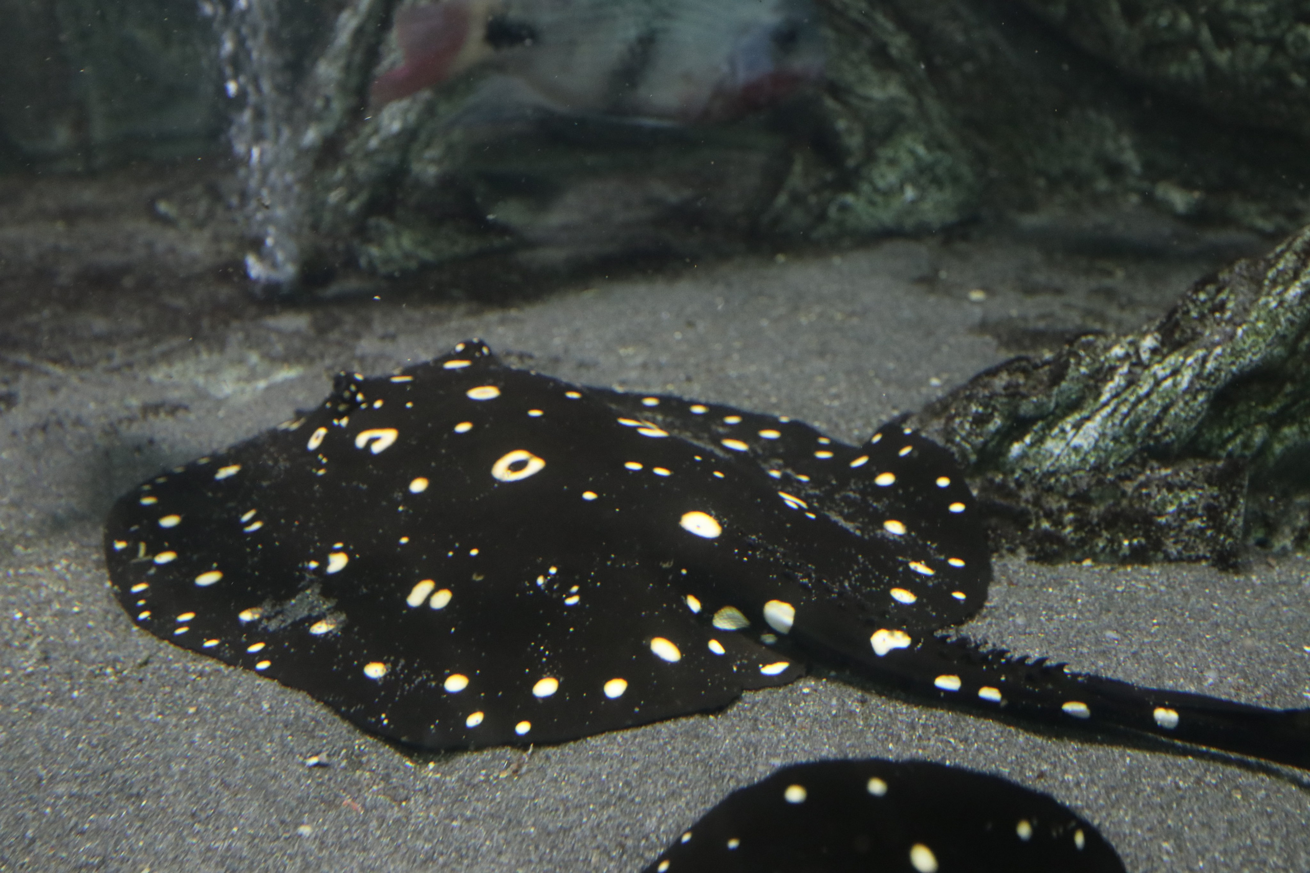 Крым. ЮБК (Севастополь, Кастрополь, Ялта). Май 2023. Путешественник-фотограф из Санкт-Петербурга Татьяна Свистулина