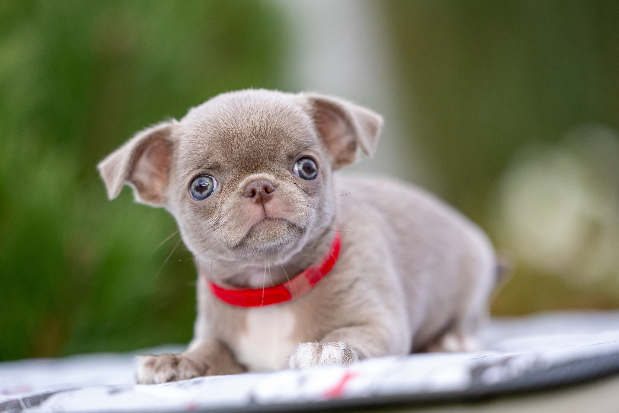 Щенки. Фотограф Яна Матвеева в Ижевске