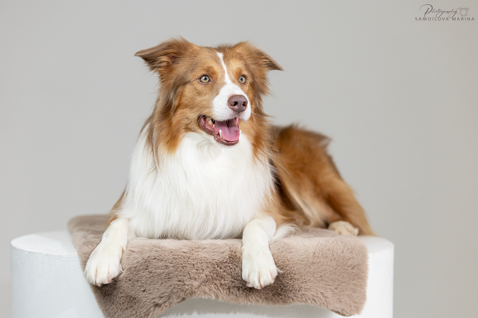 Студийная съёмка. Фотограф-анималист в Москве и МО Самойлова Марина
