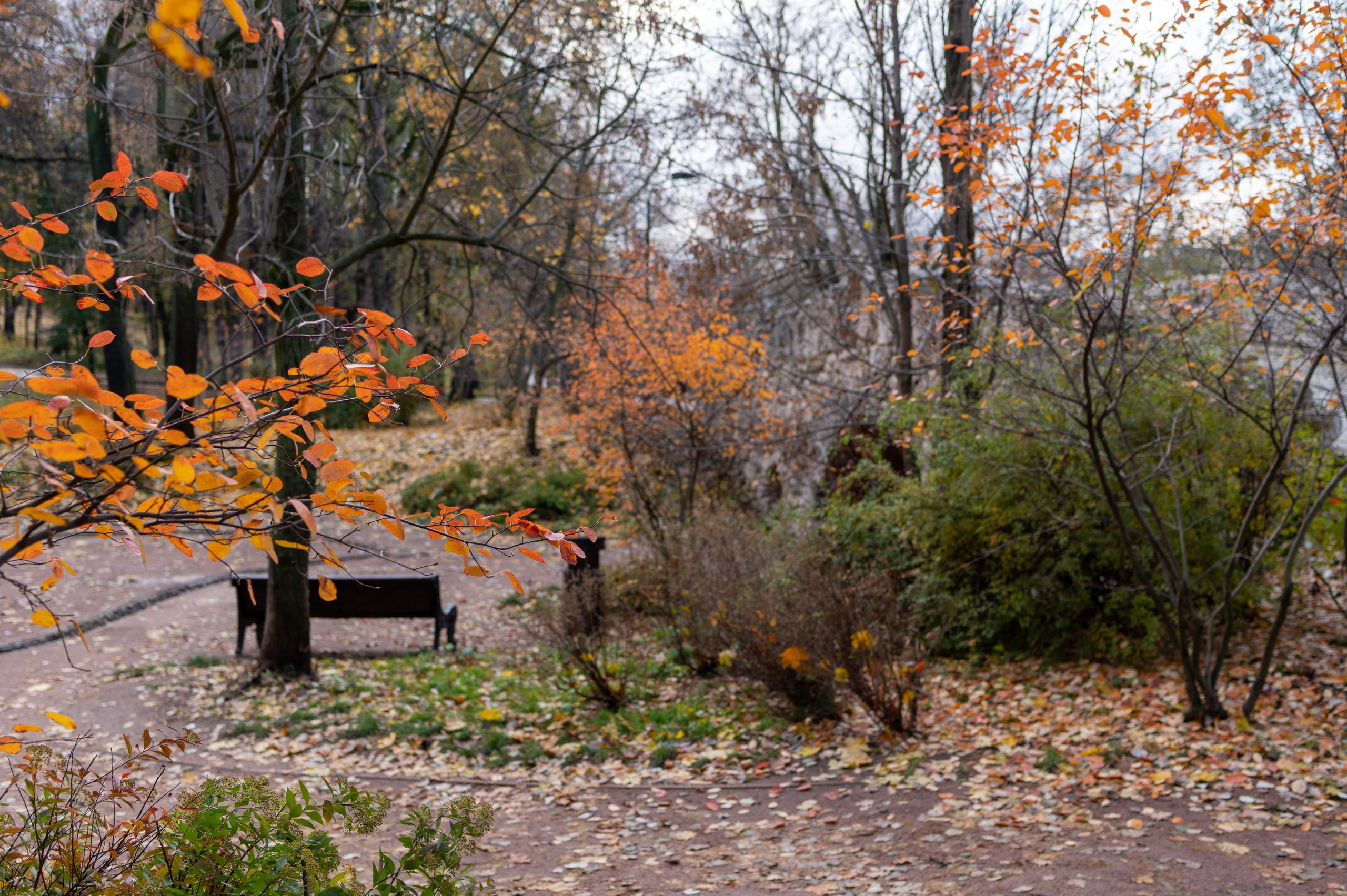 20231031 Нескучный сад. Дмитрий Ремизов. Фотография, как хобби