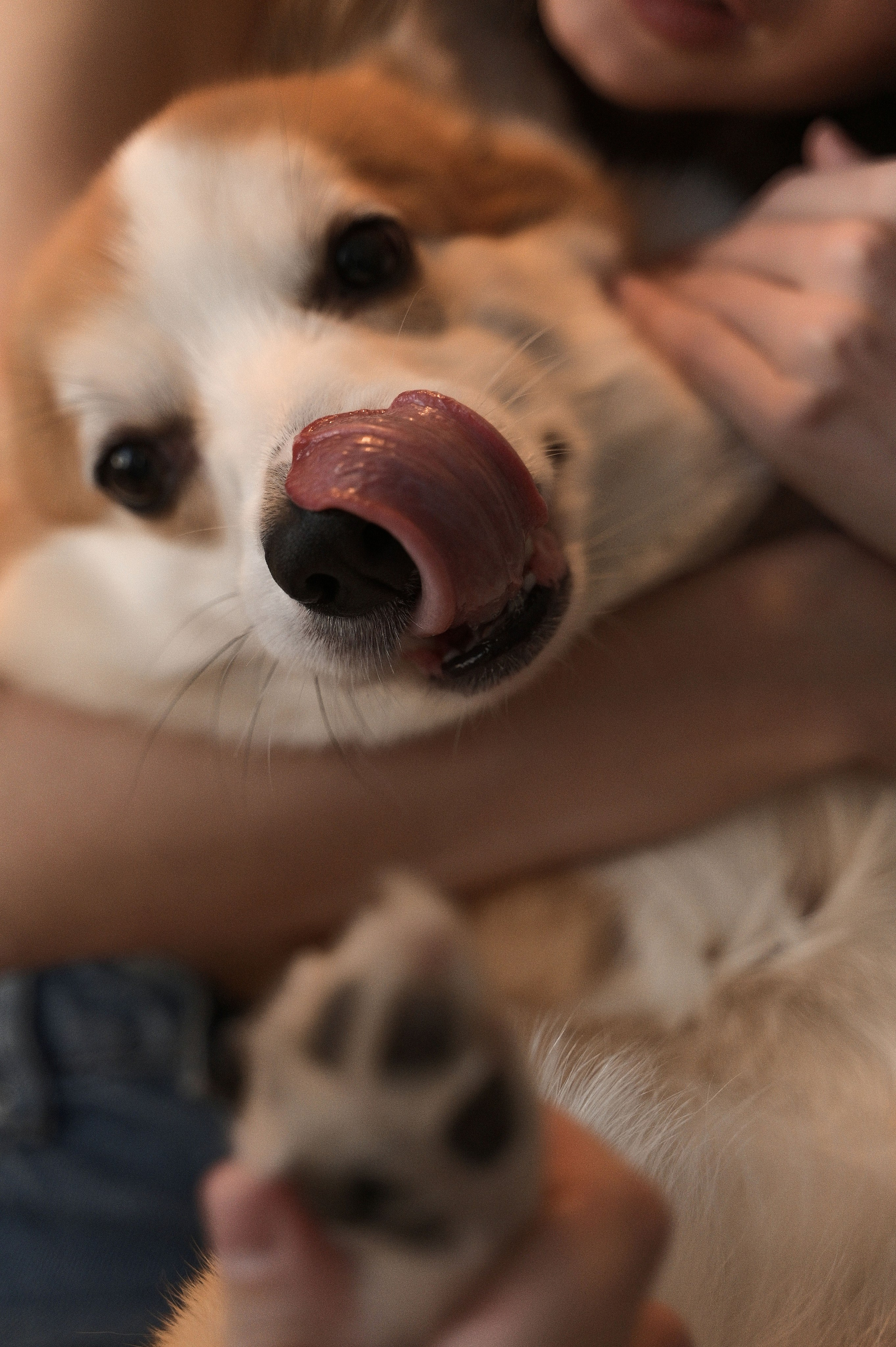 Без лиц, но с мордочкой. Свадебный и портретный фотограф в Брянске Скепская Лилия