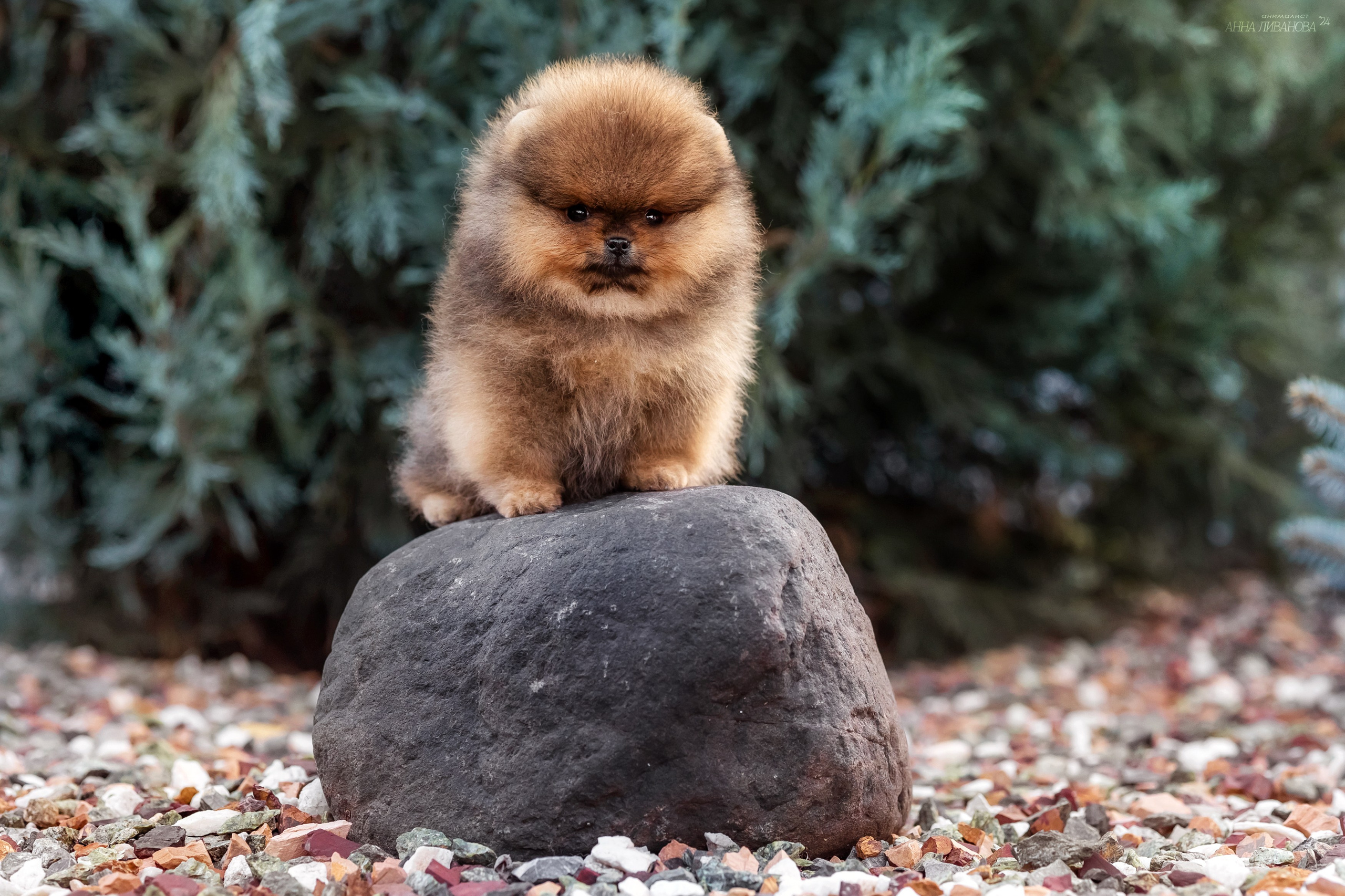 Шпицулики. Фотограф анималист Аня Ливанова | Рыбинск