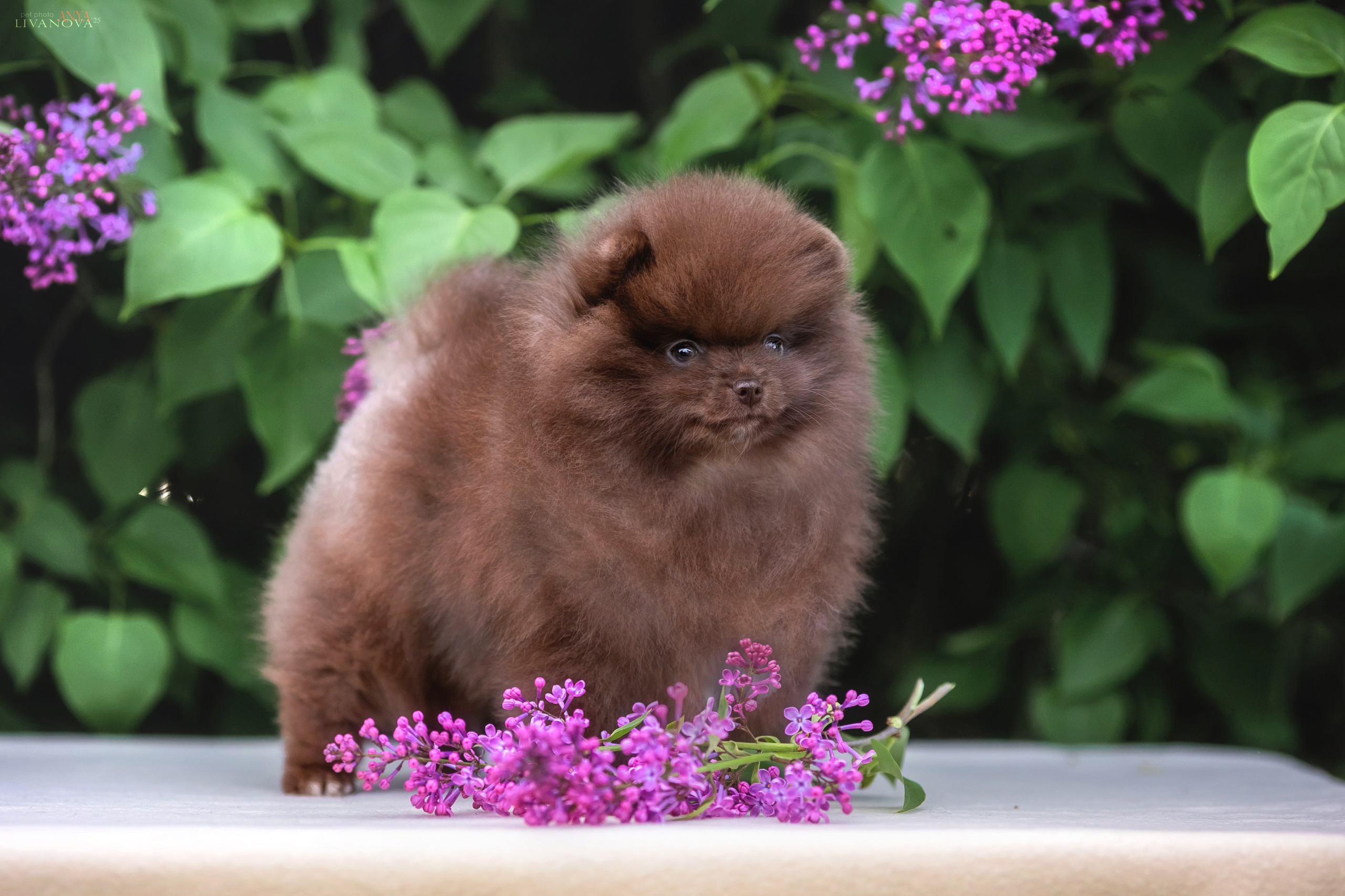 Шпицы. Фотограф анималист Аня Ливанова | Рыбинск