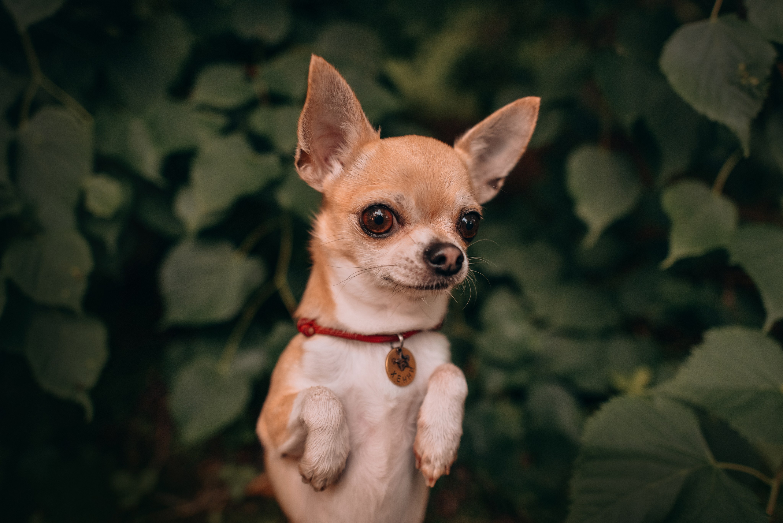 Прогулка: чихуахуа Хенни и Алина во Владивостоке. Портфолио