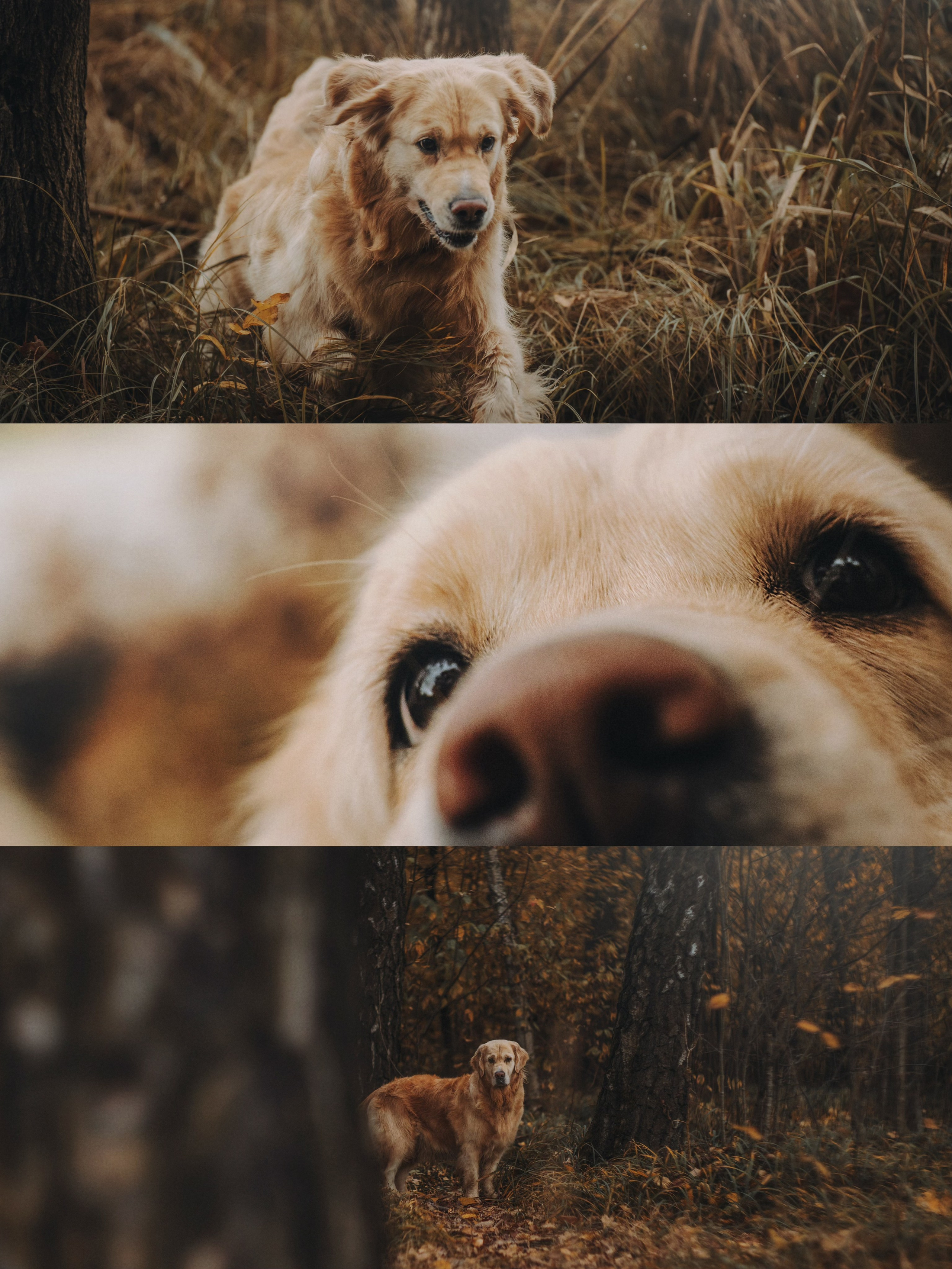 Анастасия и Айза. Фотограф анималист в Москве и Санкт-Петербурге Свиридова Анна