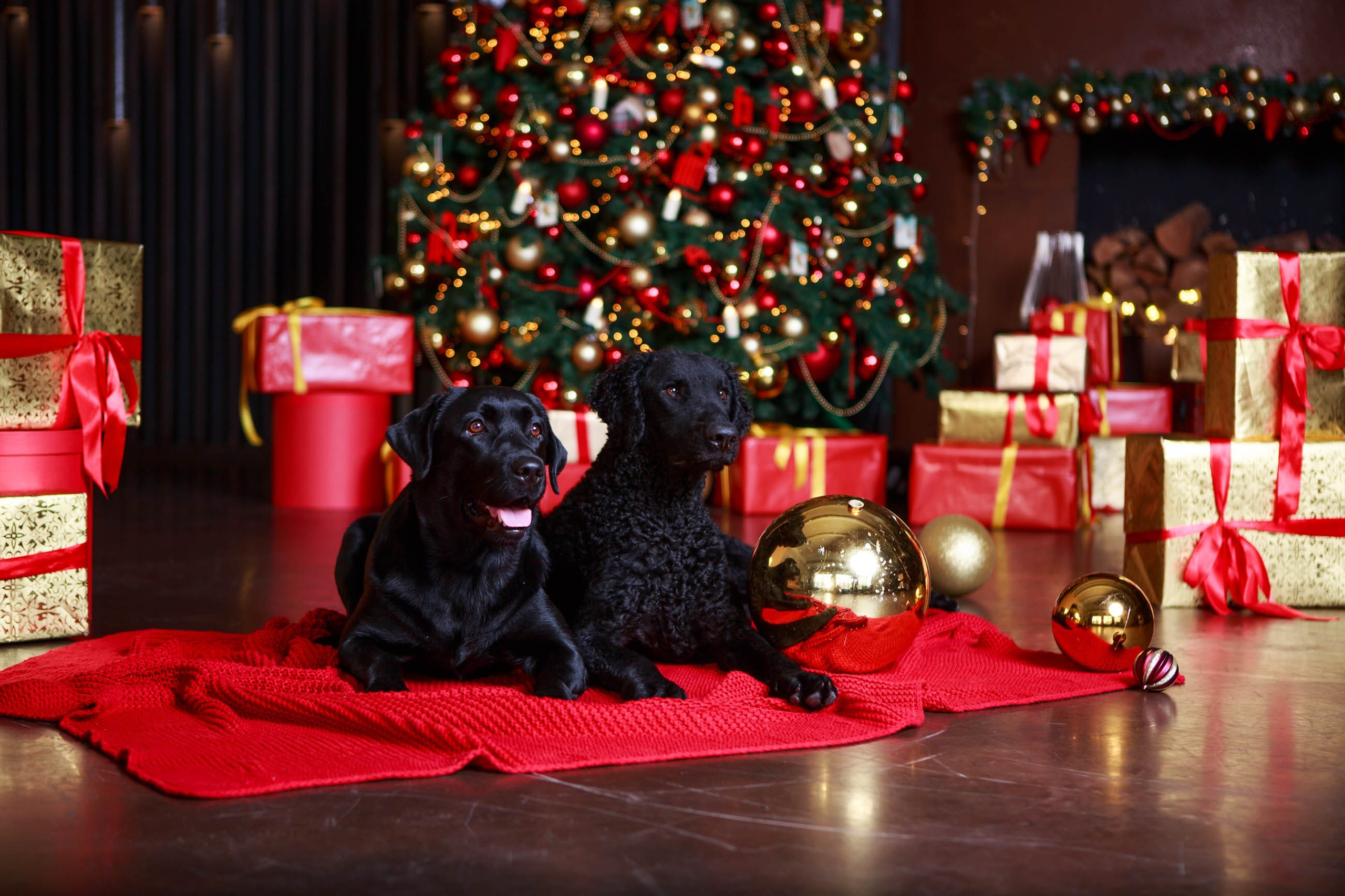 Лабрадор ретривер и курчавошерстный ретривер фотосессия на Новый год в фотостудии. Семейный и детский фотограф в Москве Мария Быкова