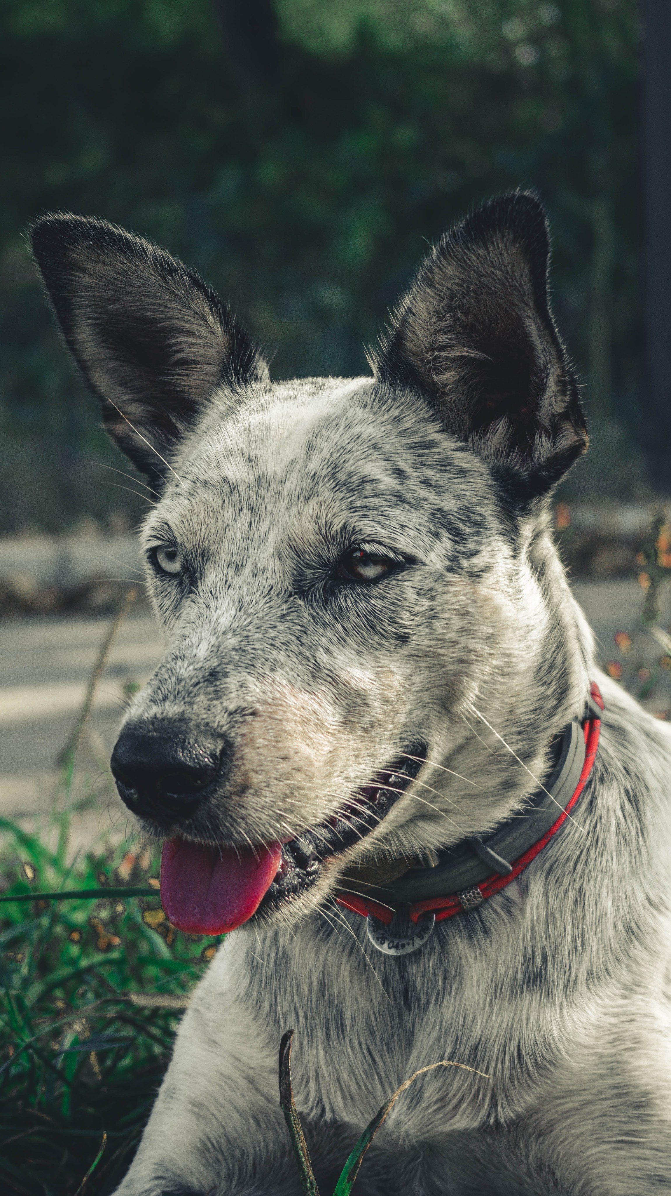 Цунами. Профессиональный фотограф