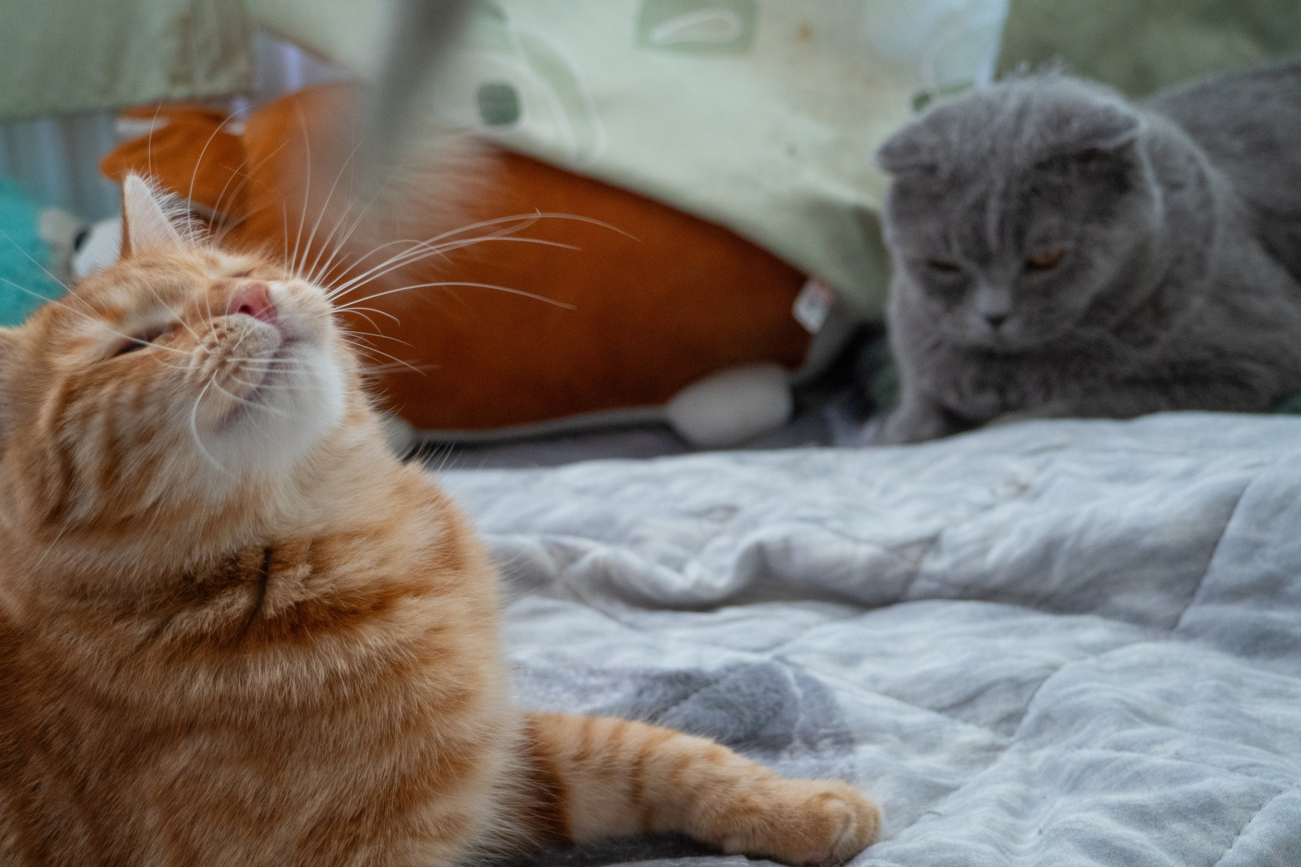 Приют для животных «Пушистые друзья». Видеограф, фотограф в Санкт-Петербурге Элеонора Петрова