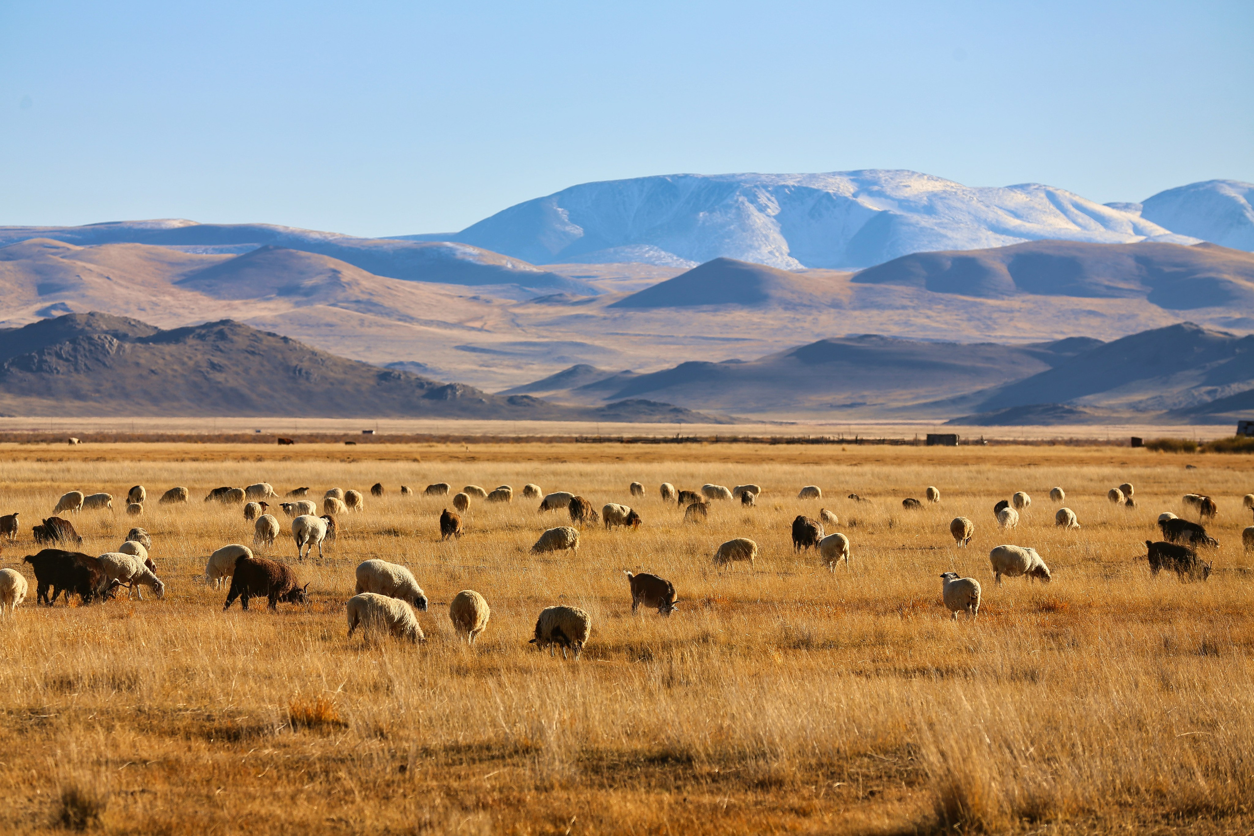 Алтай осень. Фотограф Евгений Кожевников