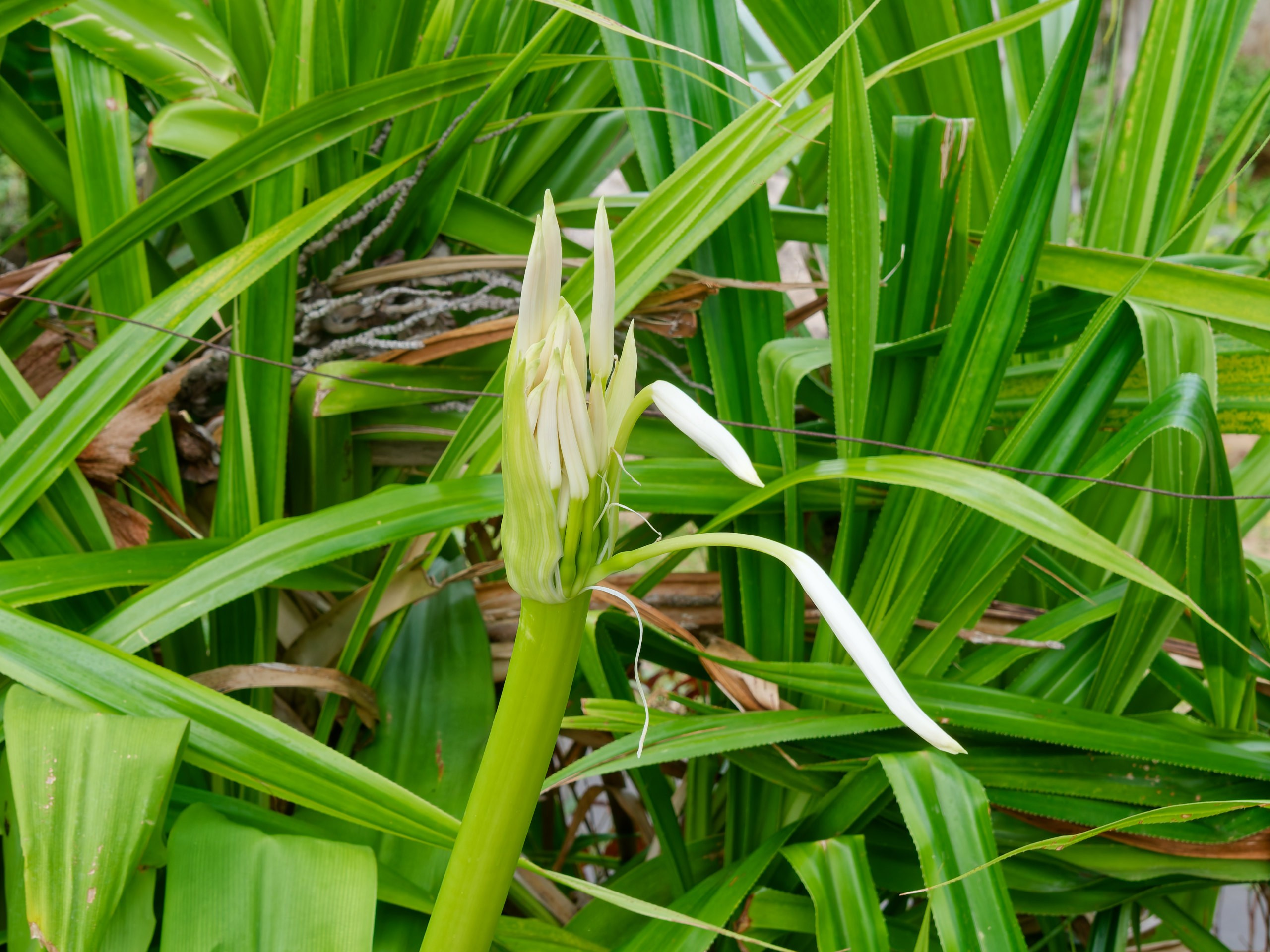 Хайнань 2026, флора, цветы и деревья. Фотопрогулки по Миру
