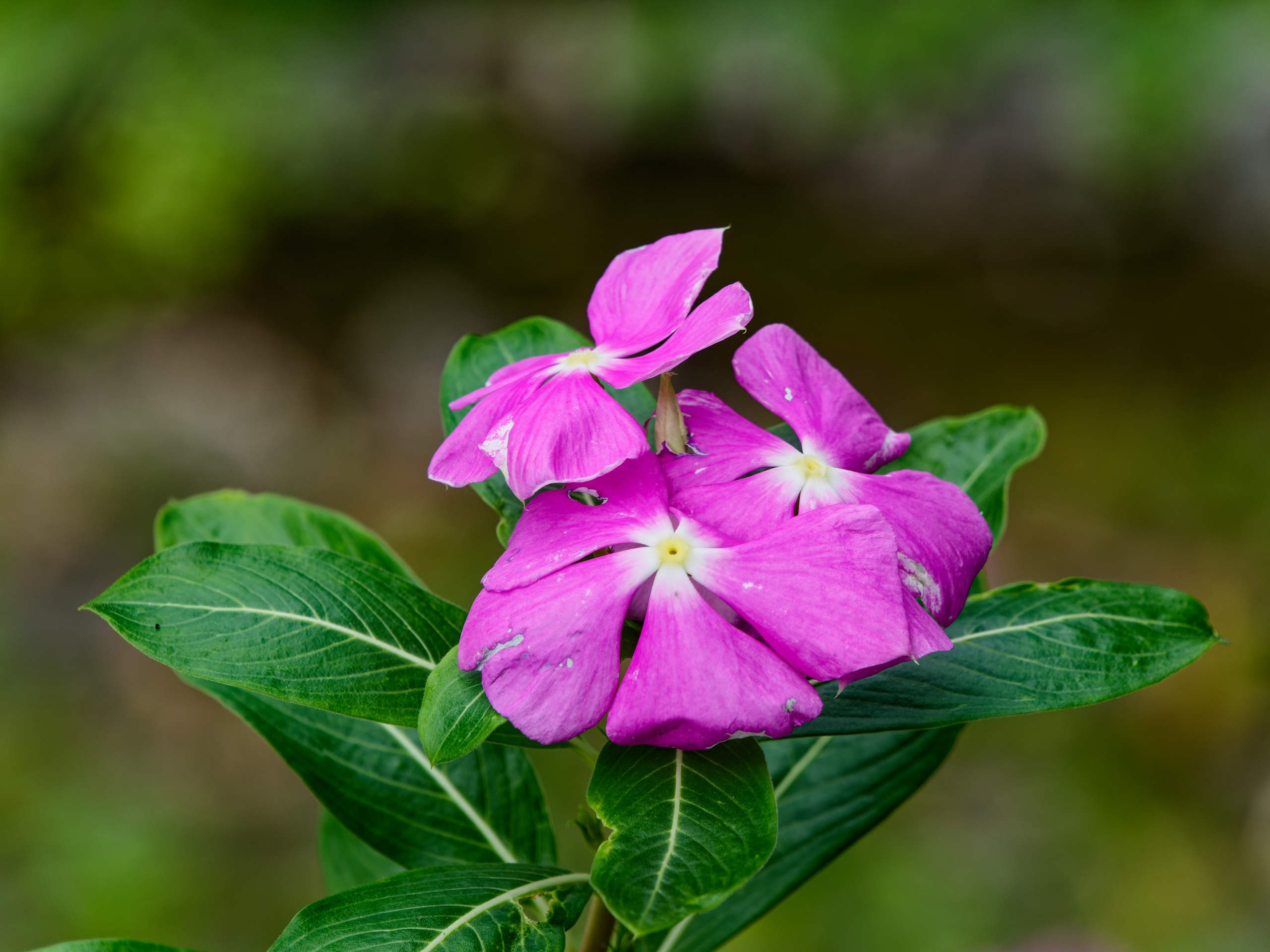 Нячанг 2025 (4). Избранные фотографии