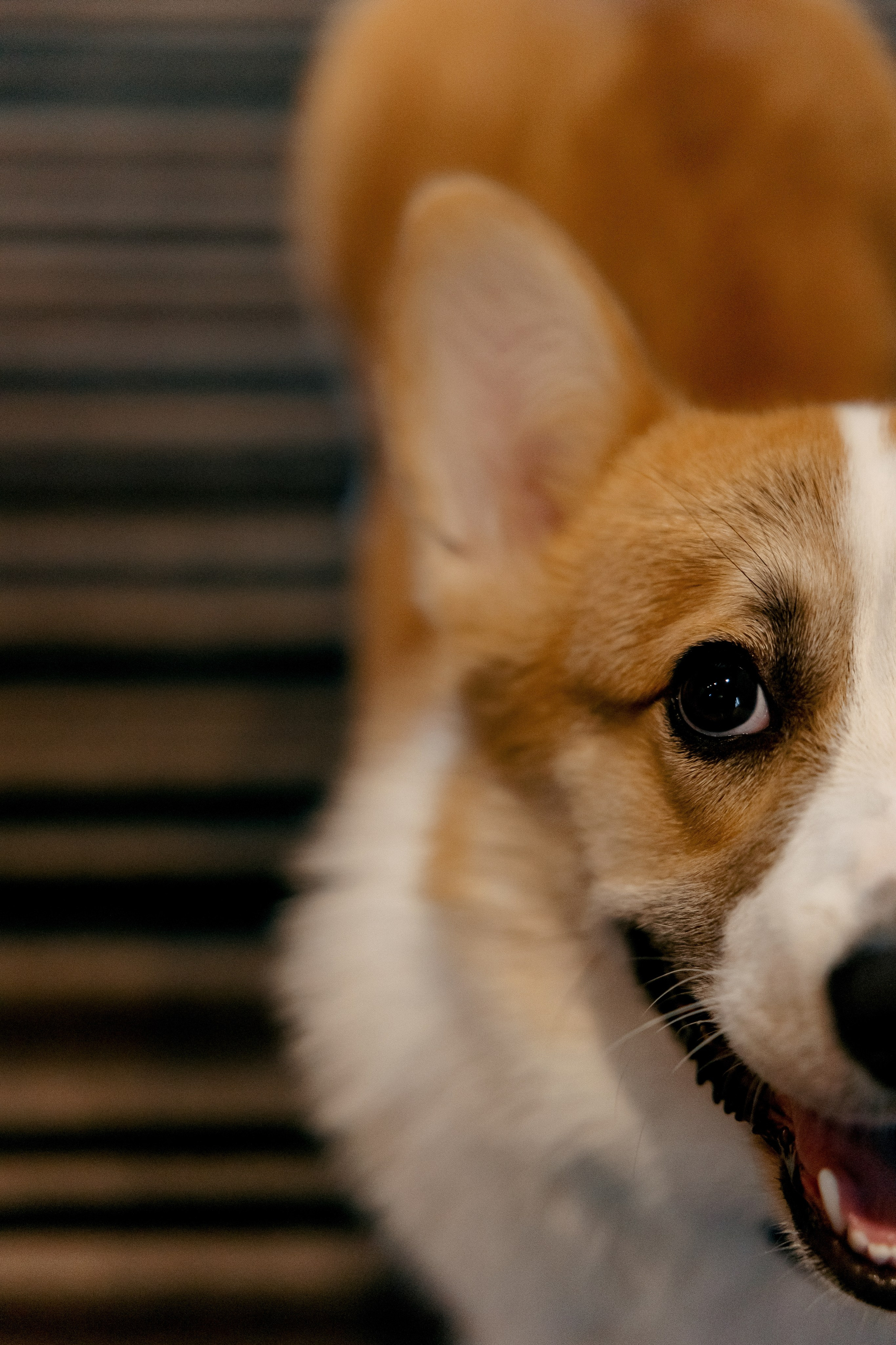 Евгений и Мирослава. Wedding and Reportage photographer Marmarov Christya