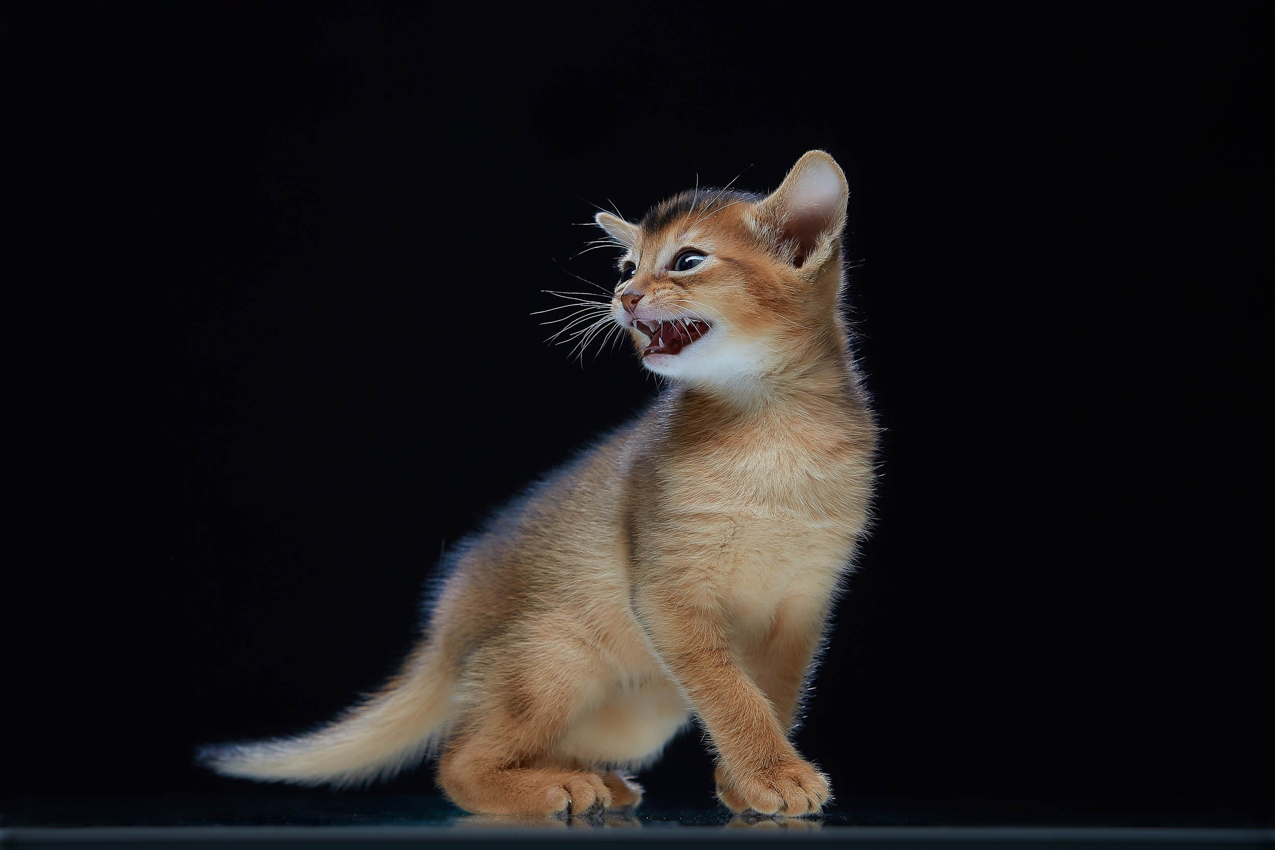 Фотопроекты и съемки на природе, с лошадьми, самолетами и авто. Выездная фотосессия. Фотограф, фотопроекты Михаила Семенова в Ярославле. Фотошкола