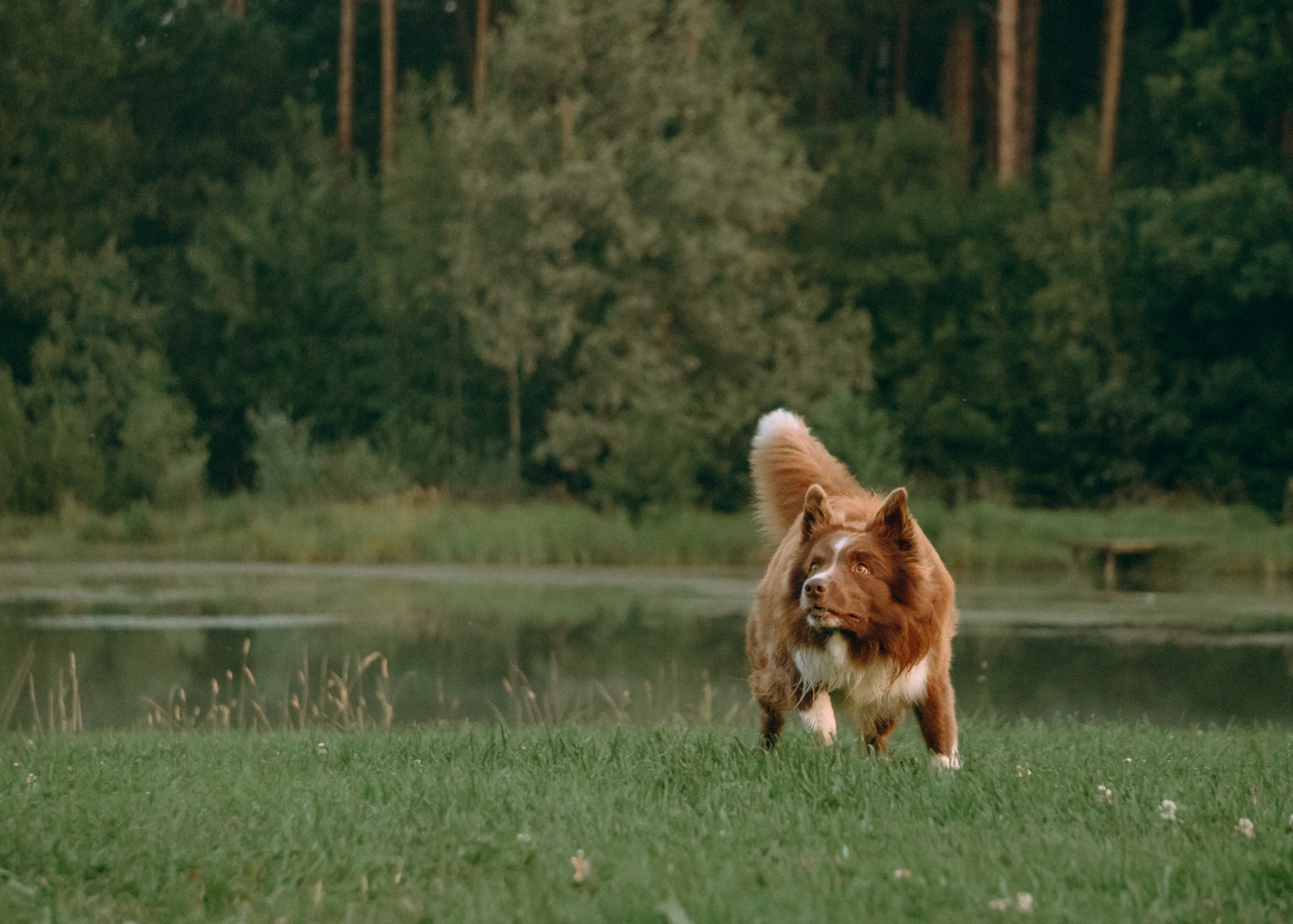 Виолетта, Лила и Питер. Фотограф-анималист Ксения Воробьева, Москва
